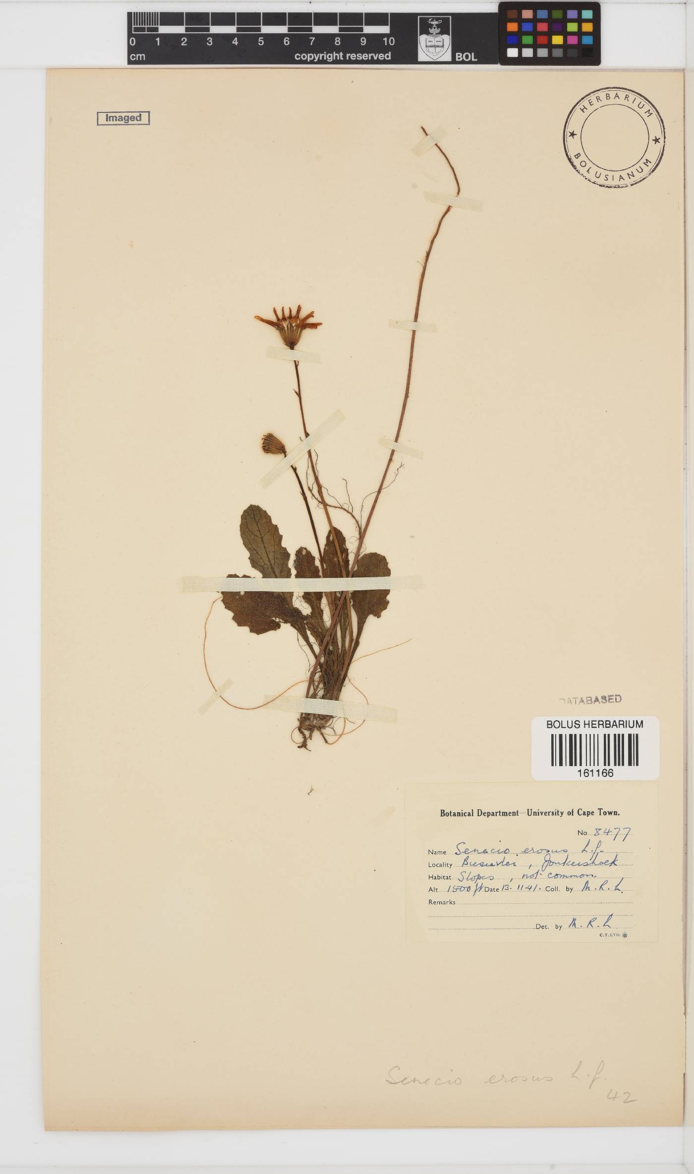 Senecio erosus image