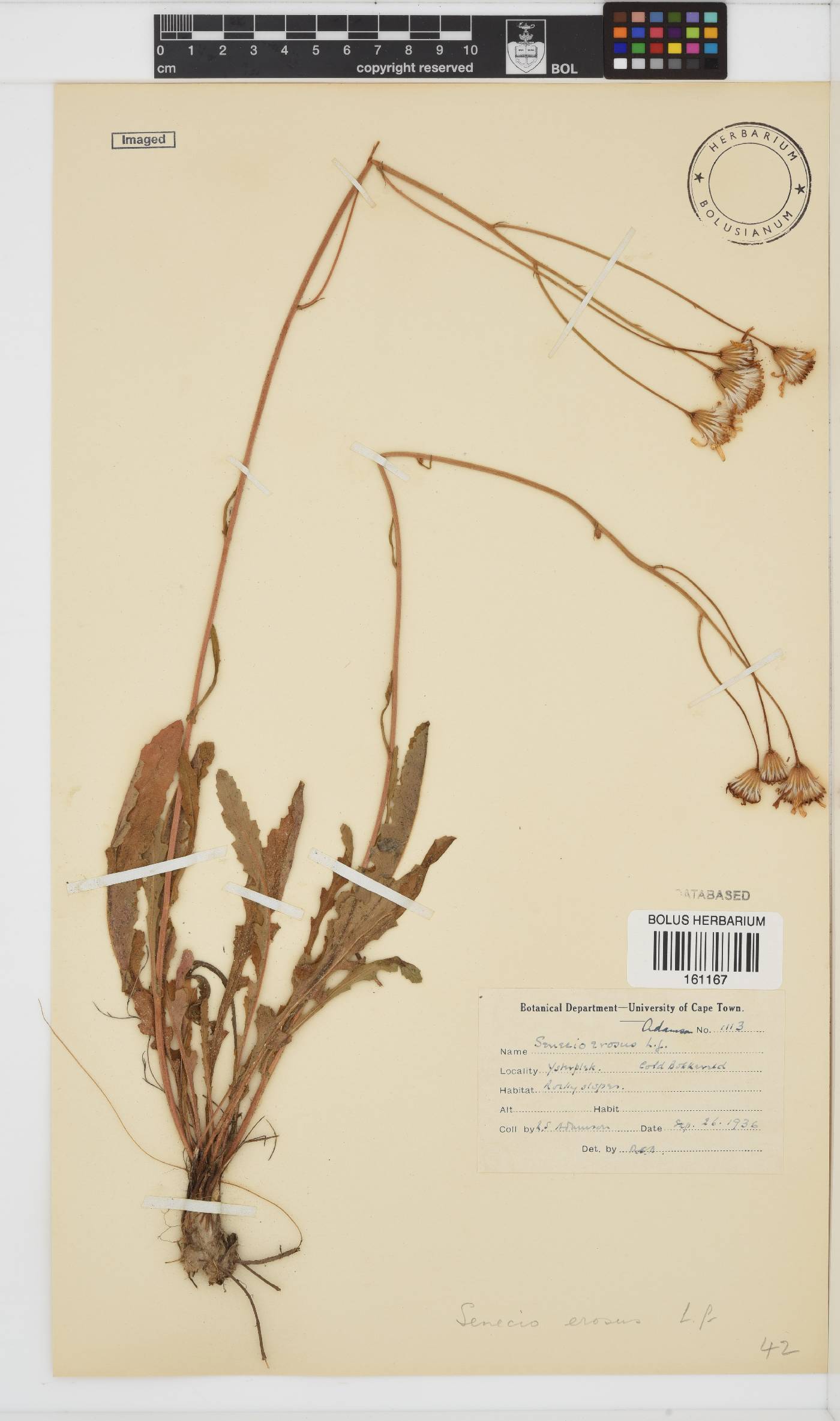 Senecio erosus image