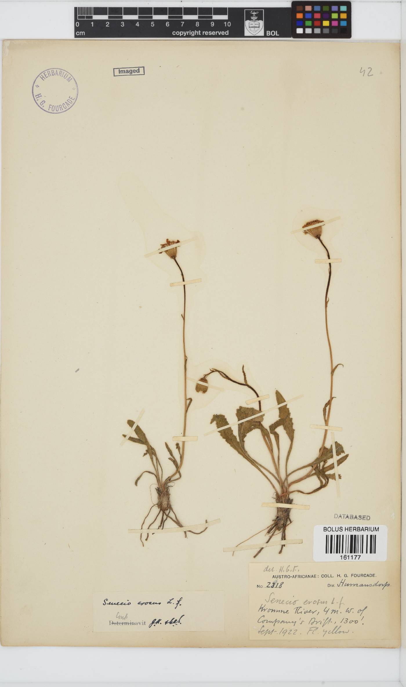 Senecio erosus image