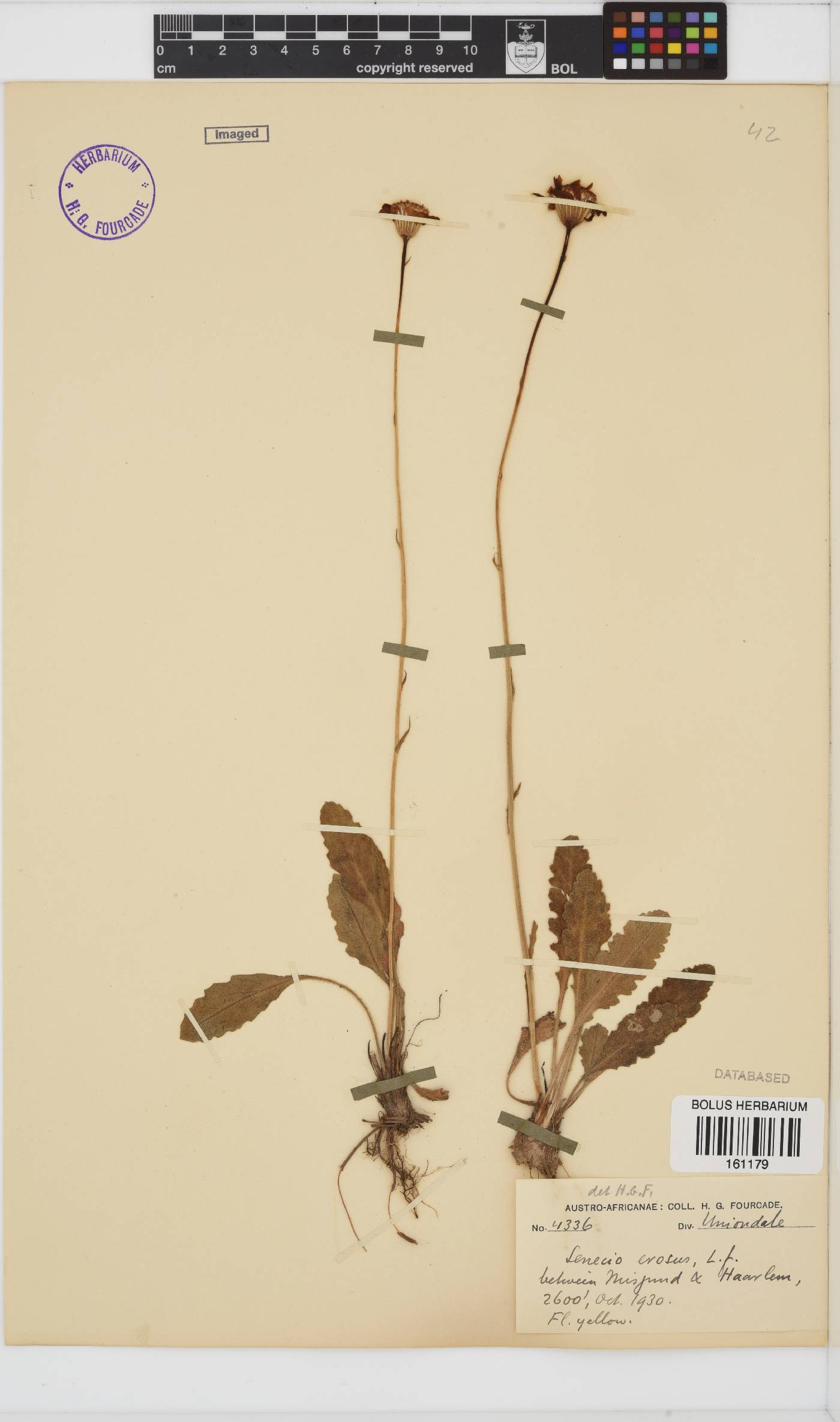Senecio erosus image