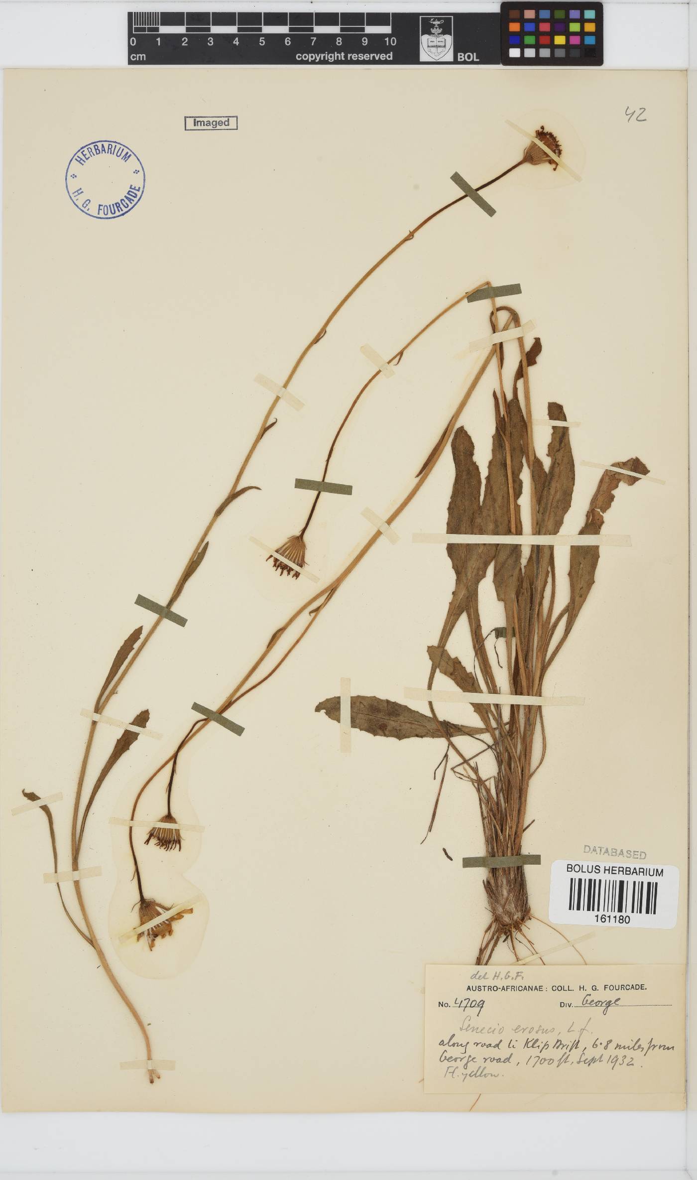 Senecio erosus image