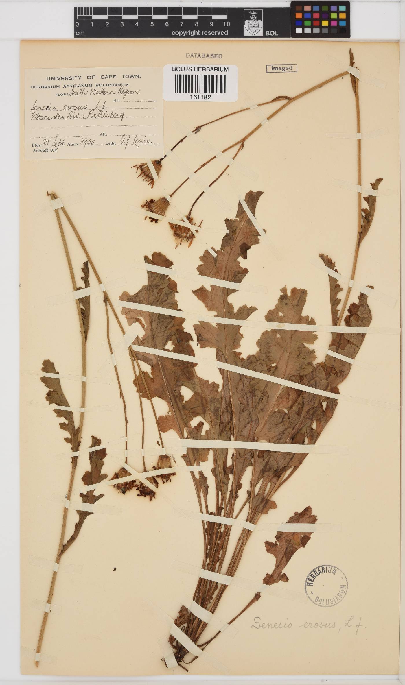 Senecio erosus image