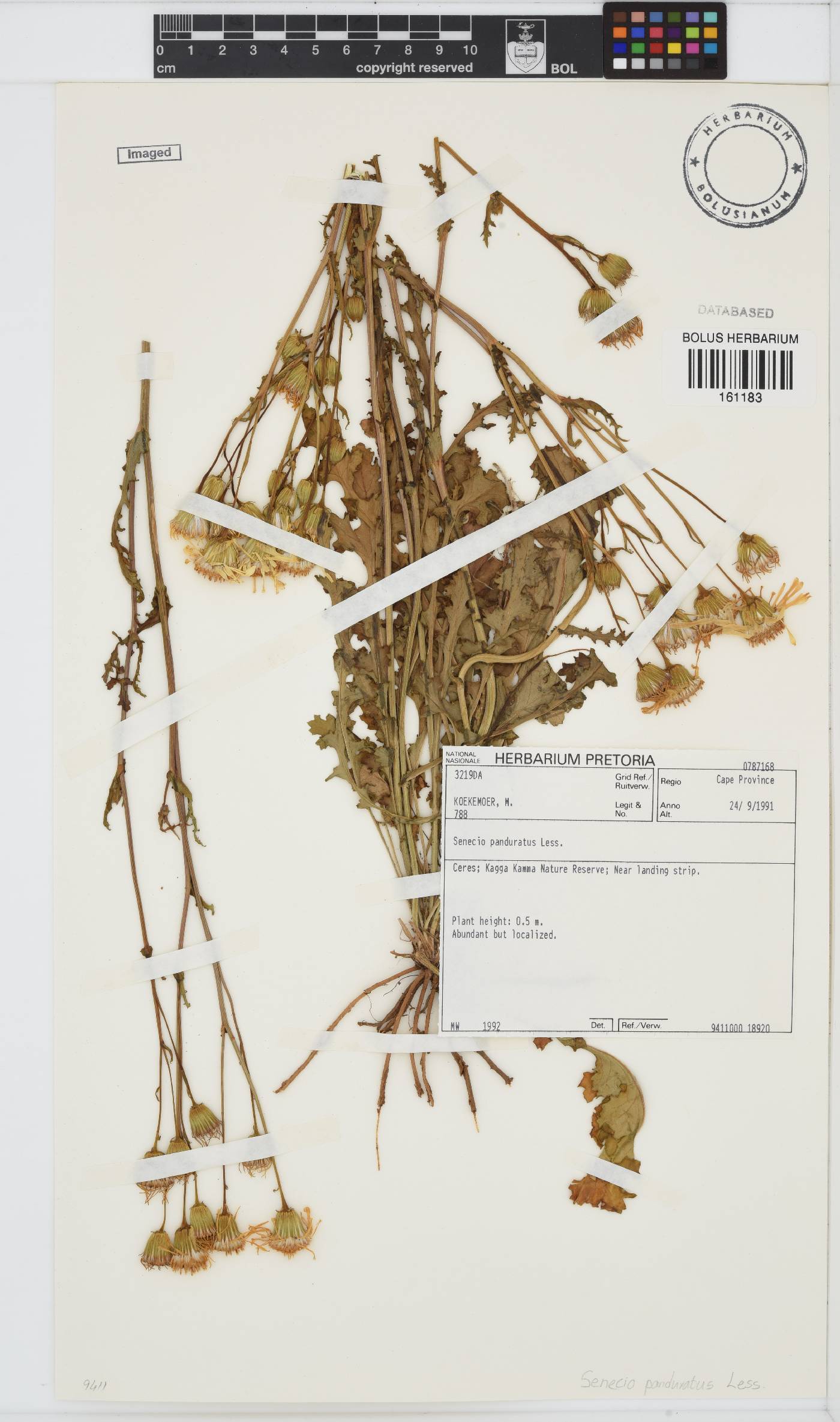 Senecio erosus image