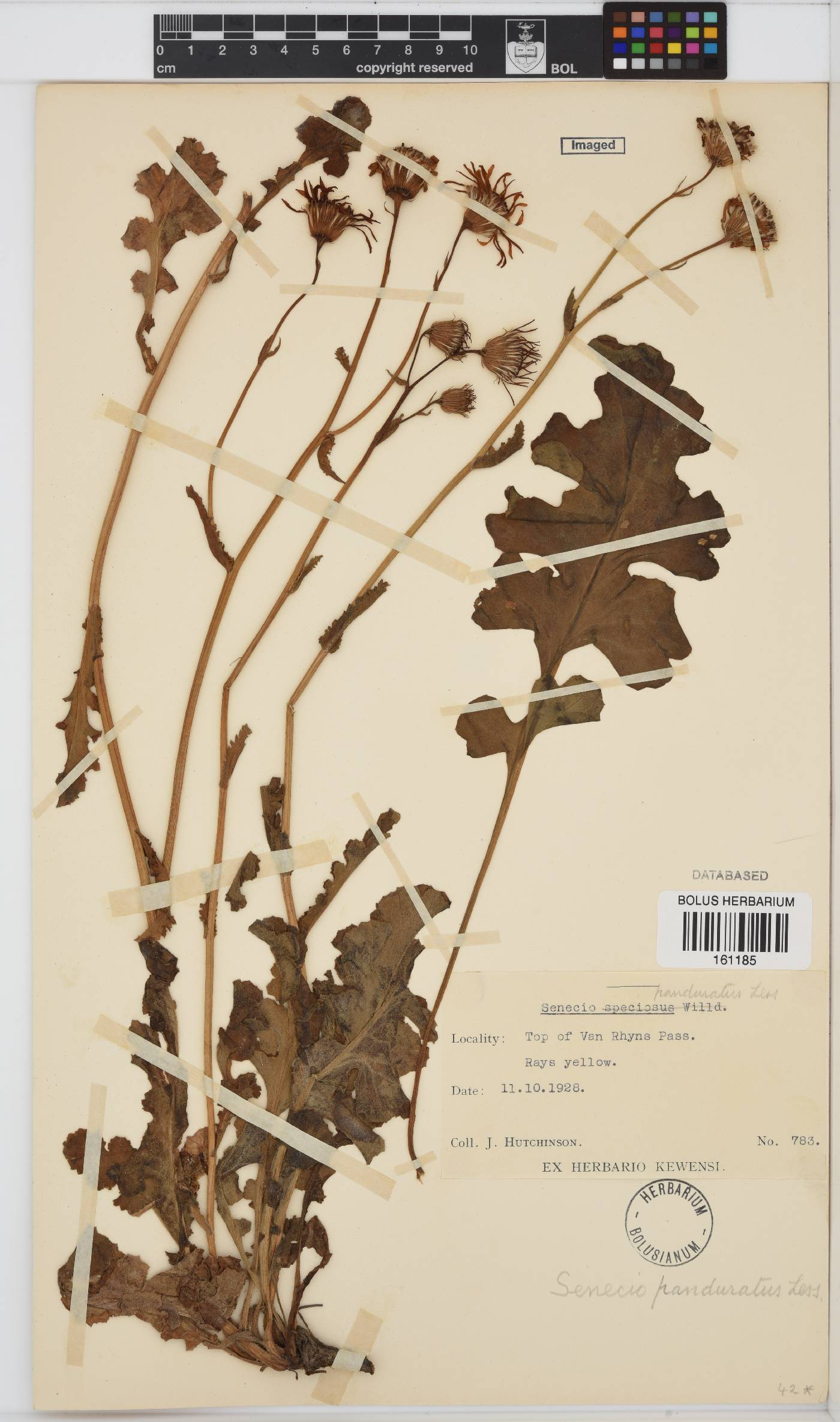 Senecio erosus image