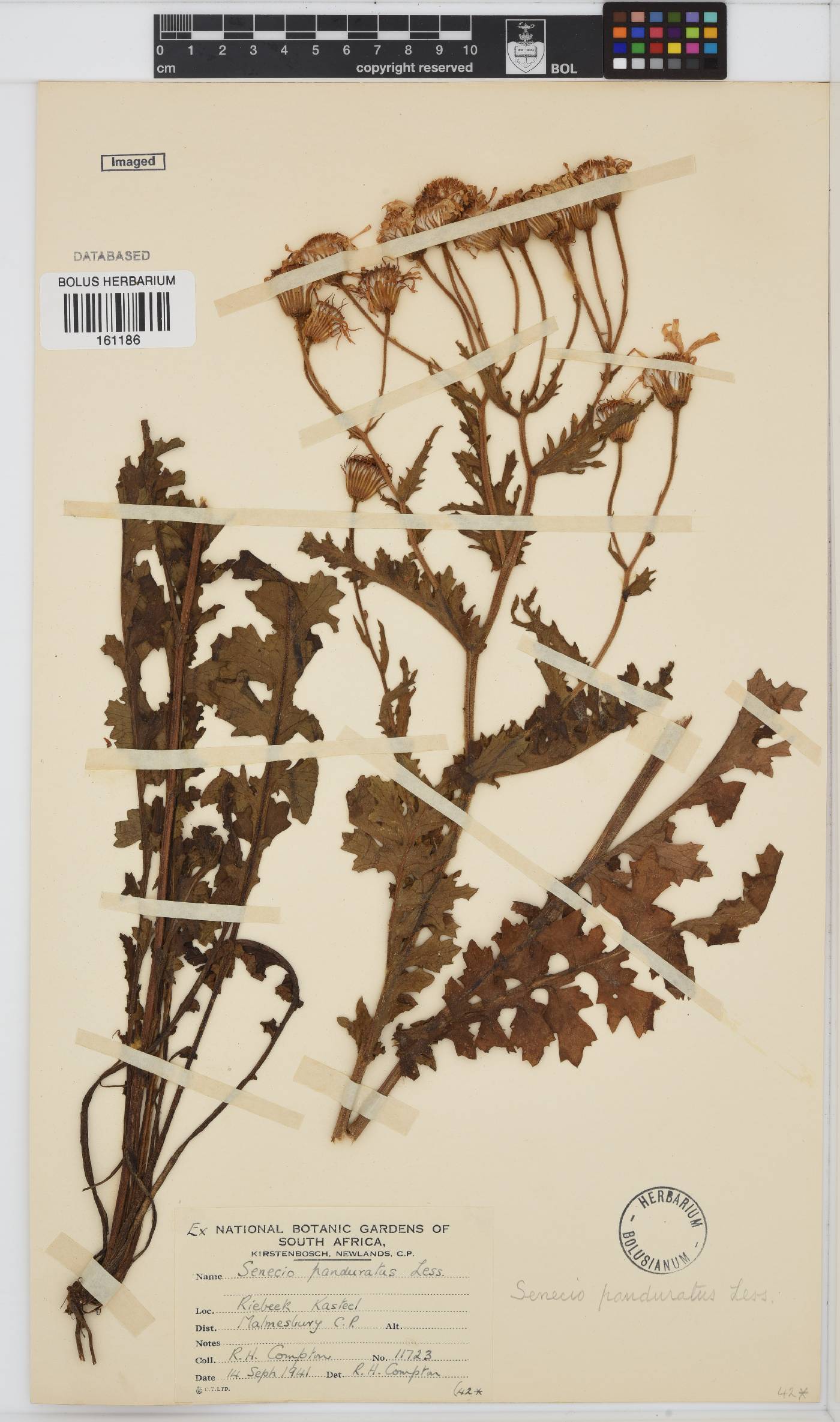 Senecio erosus image
