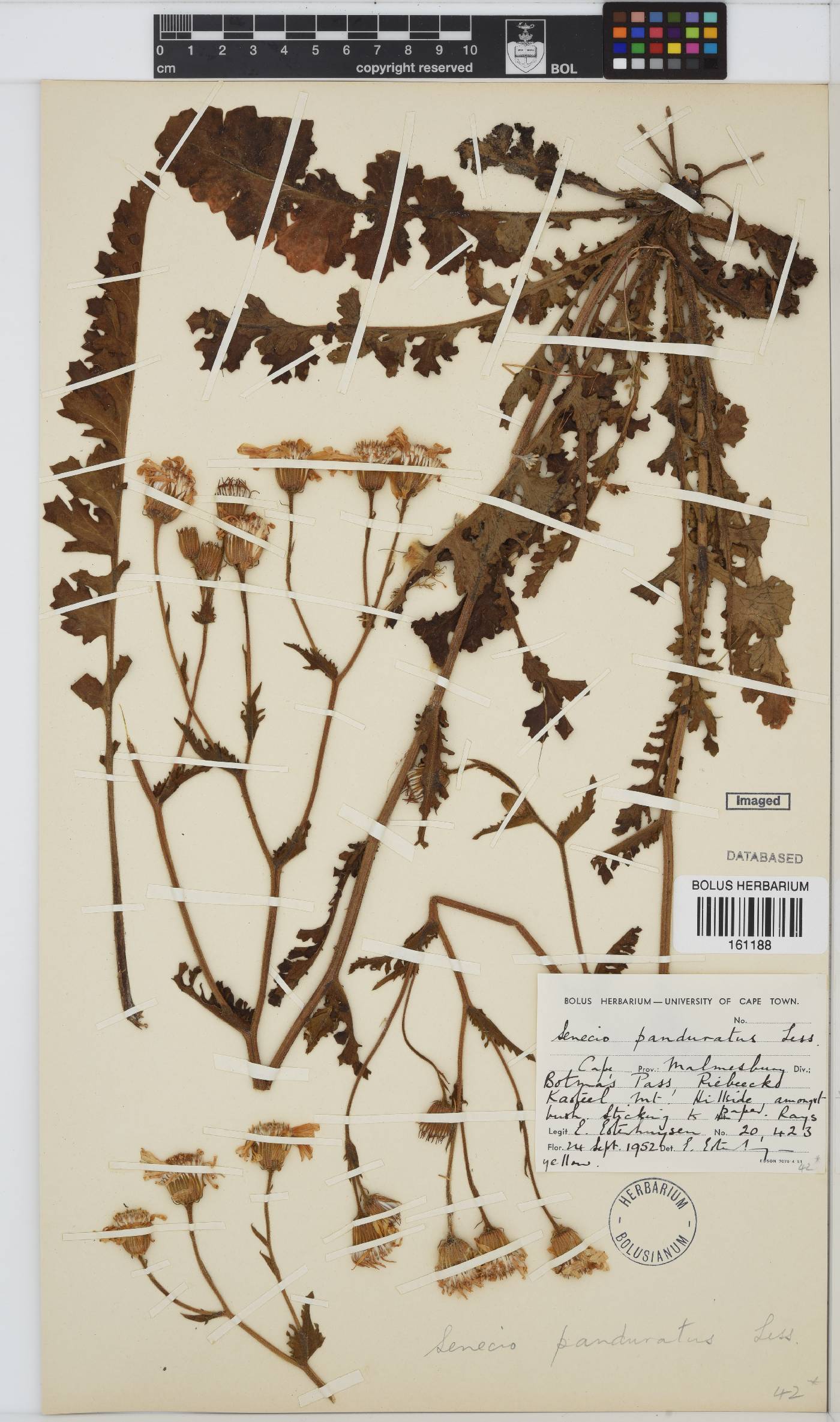 Senecio erosus image