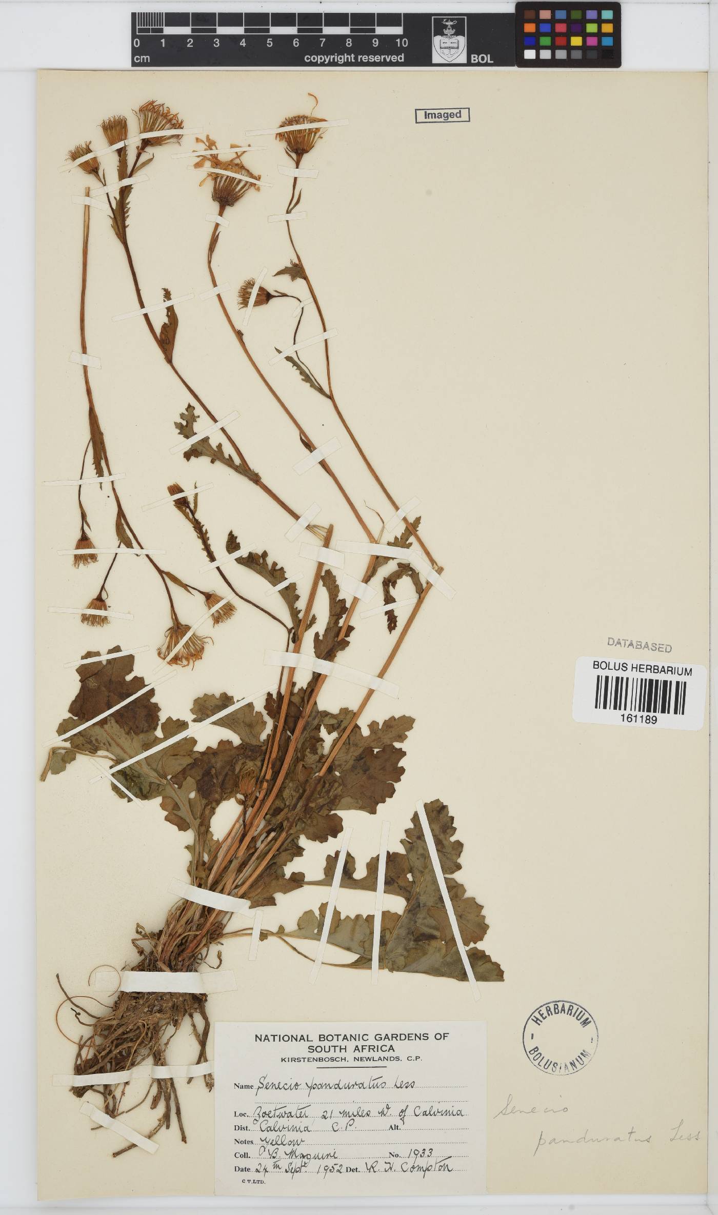 Senecio erosus image