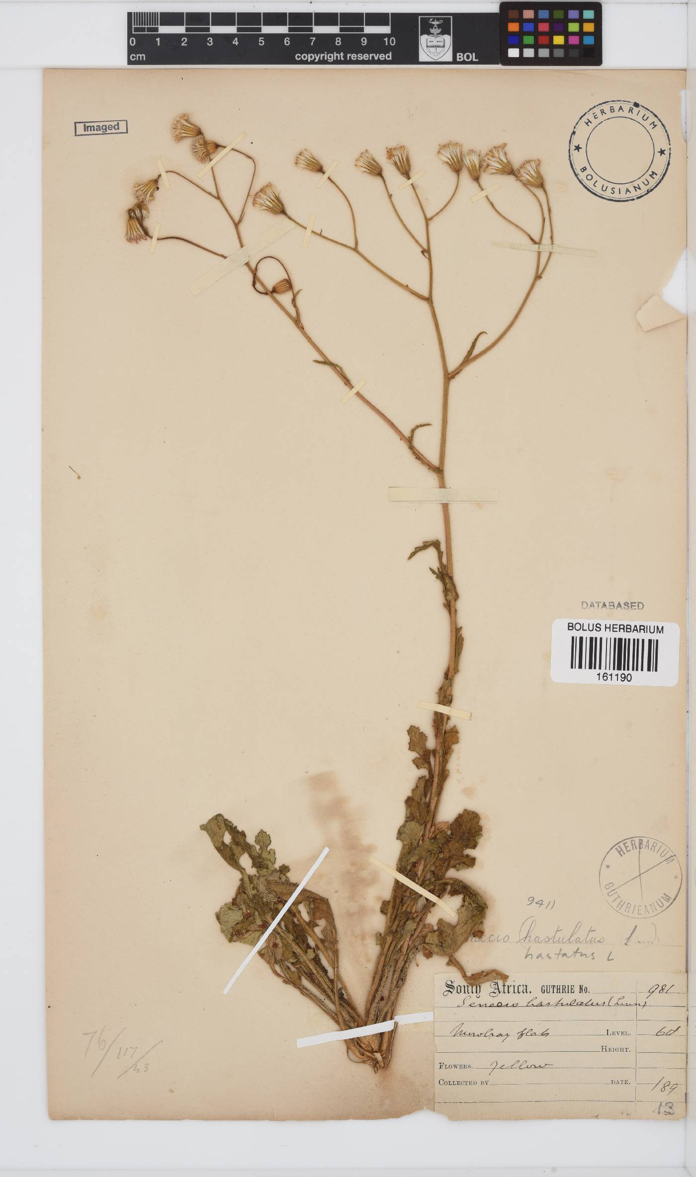 Senecio hastatus image