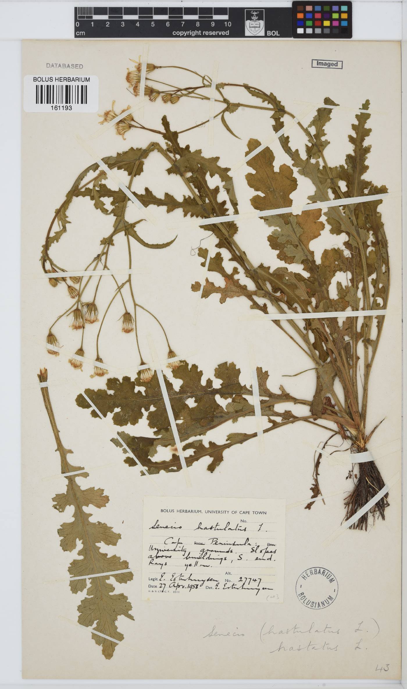 Senecio hastatus image