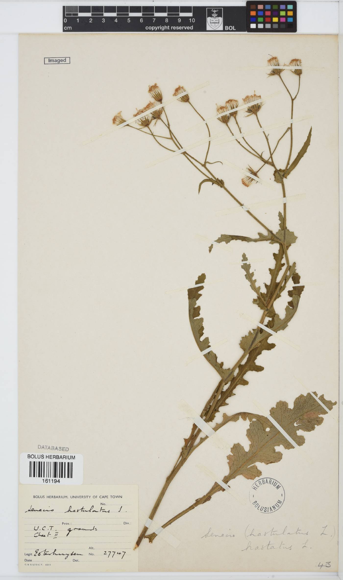 Senecio hastatus image