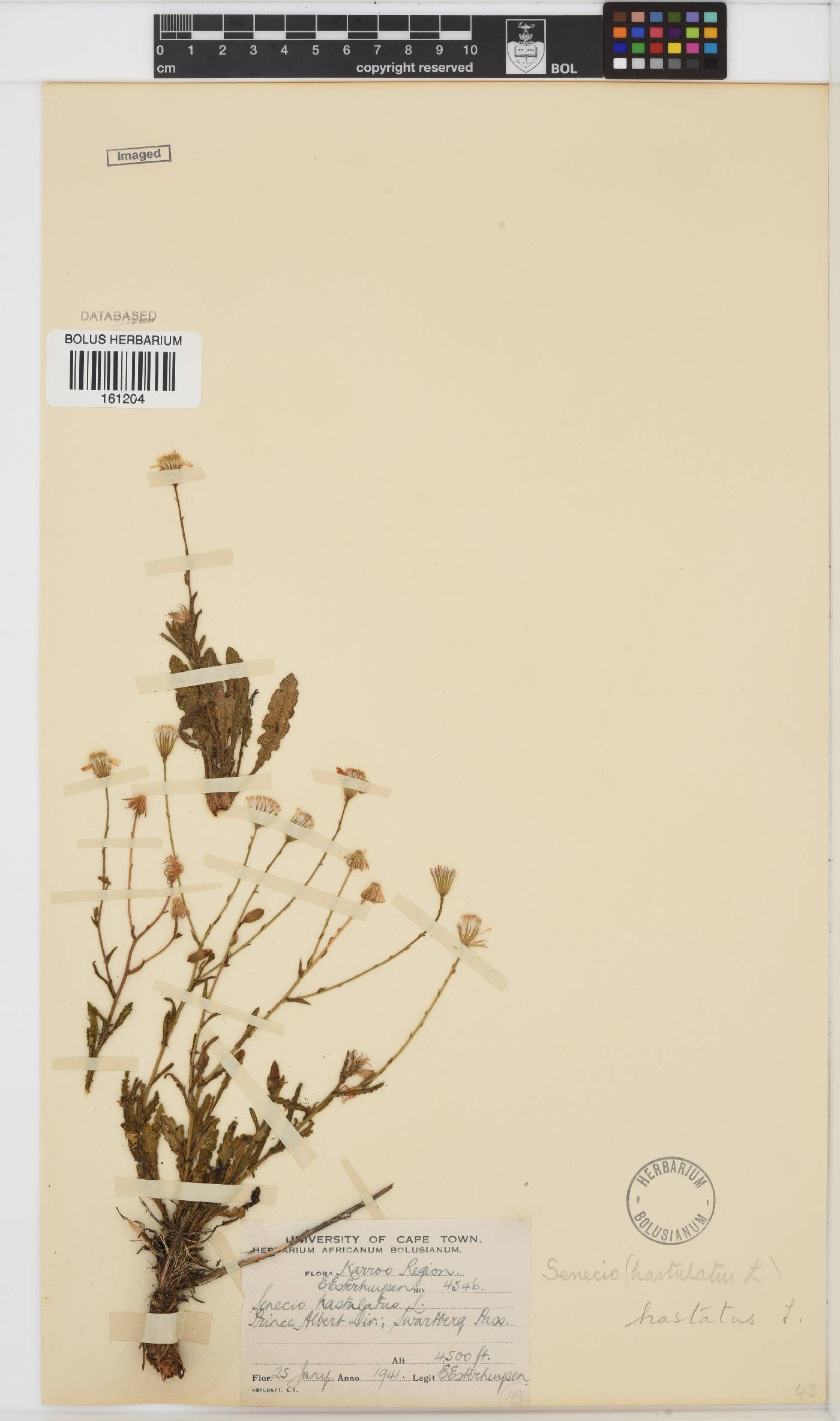 Senecio hastatus image