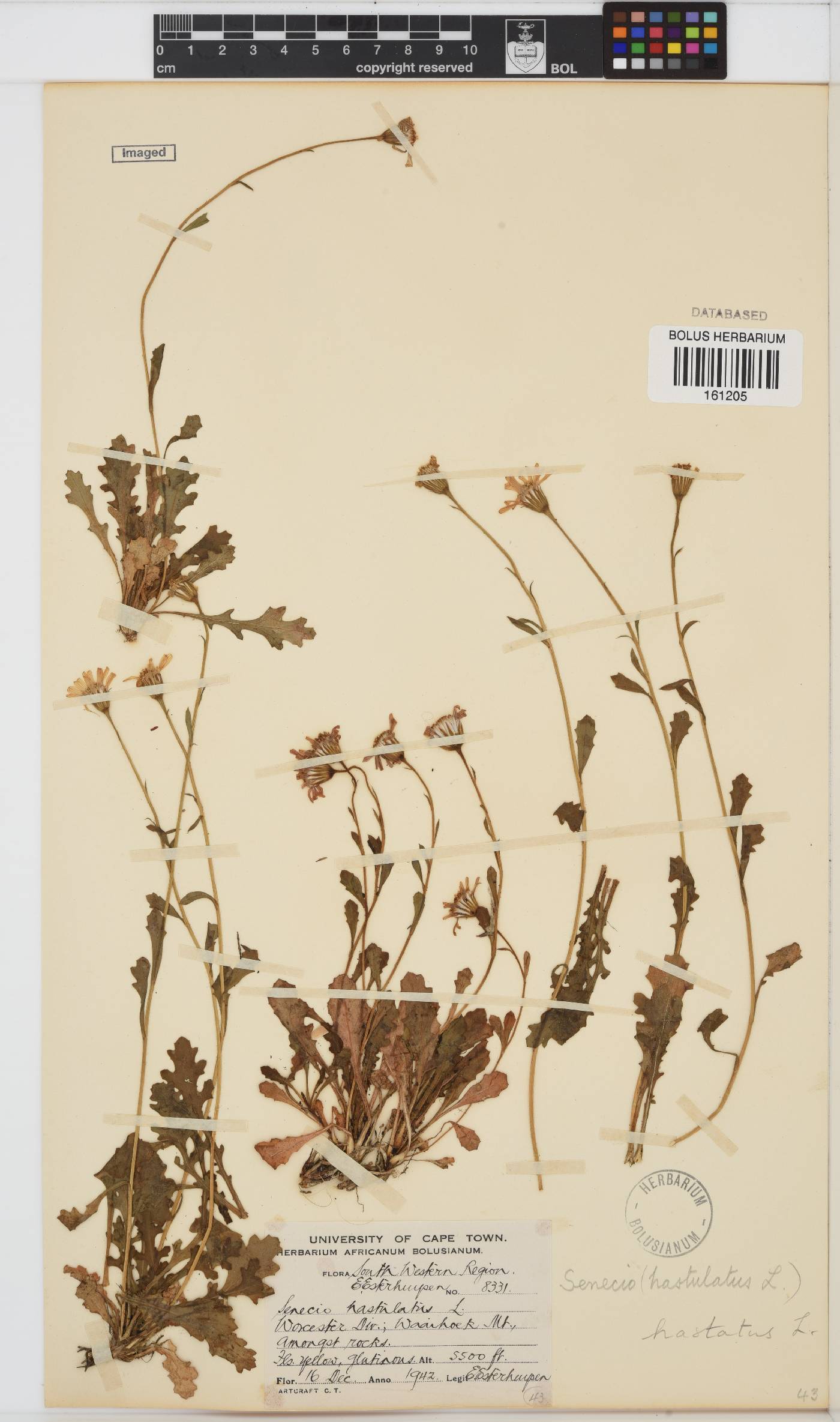 Senecio hastatus image