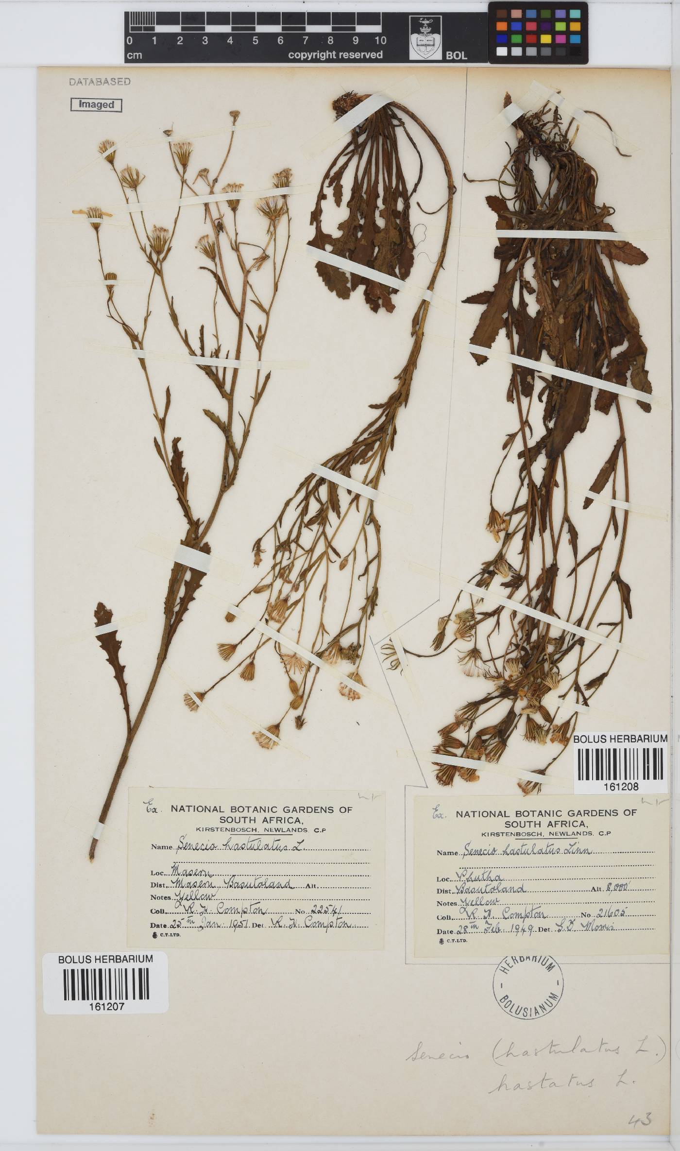 Senecio hastatus image