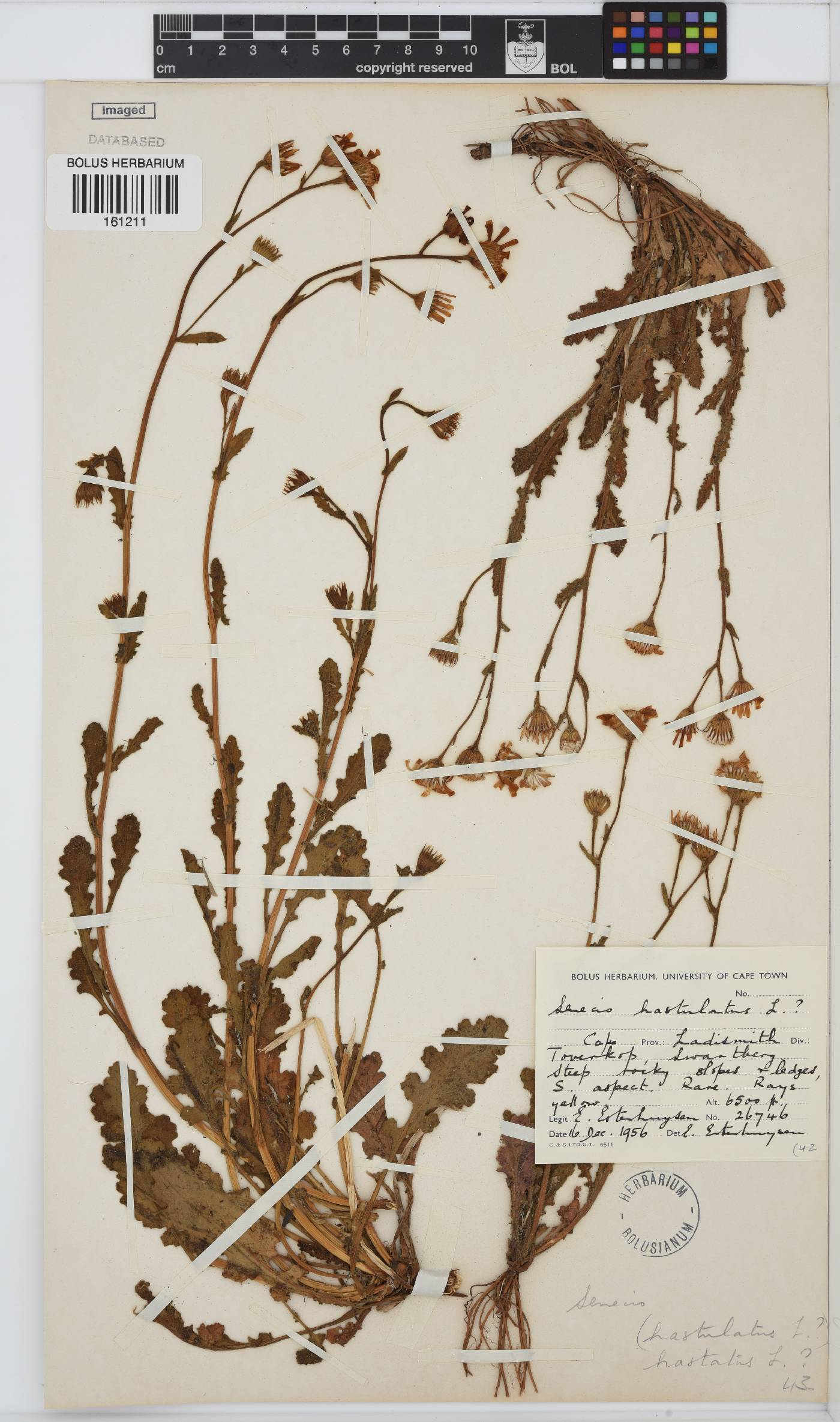 Senecio hastatus image