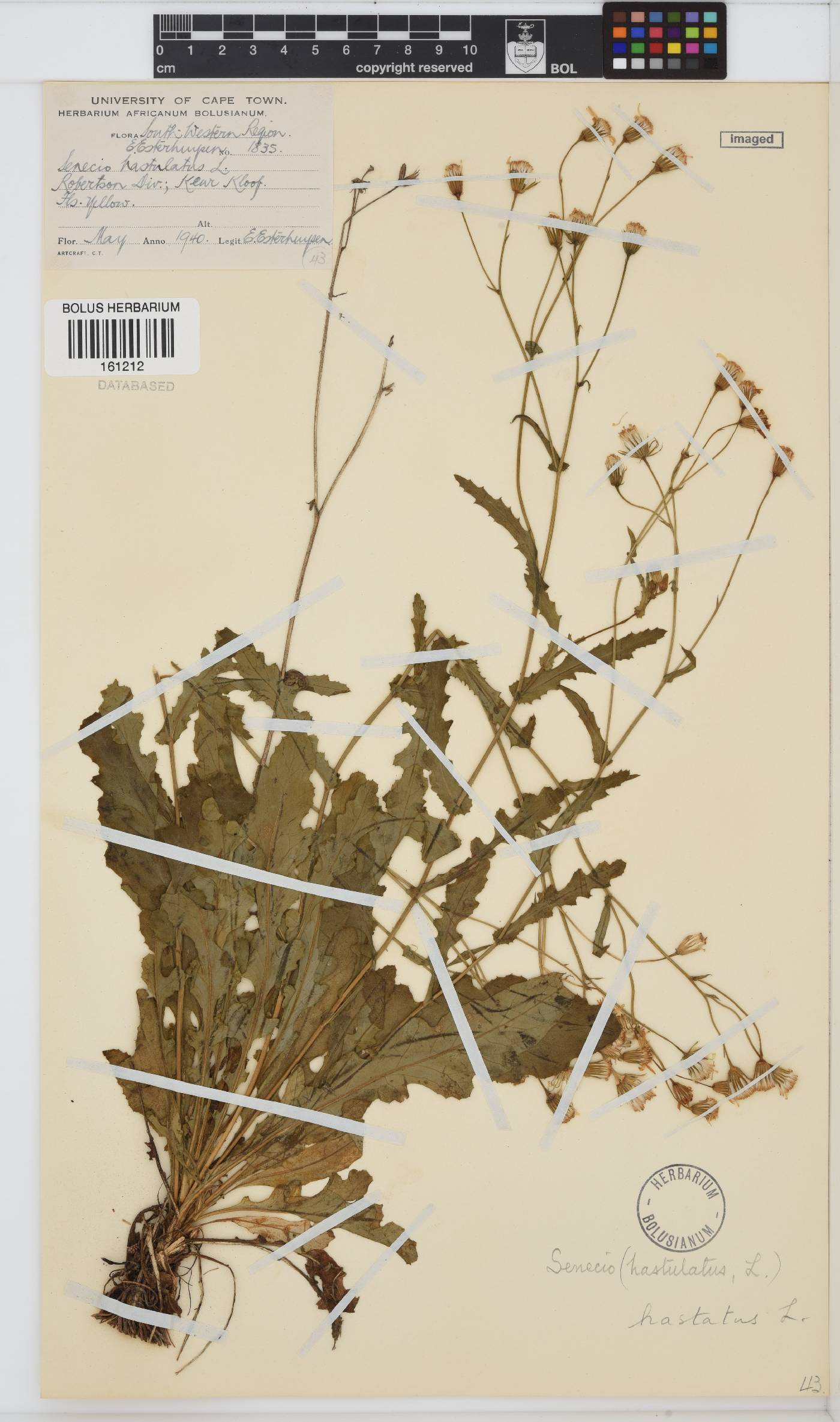 Senecio hastatus image