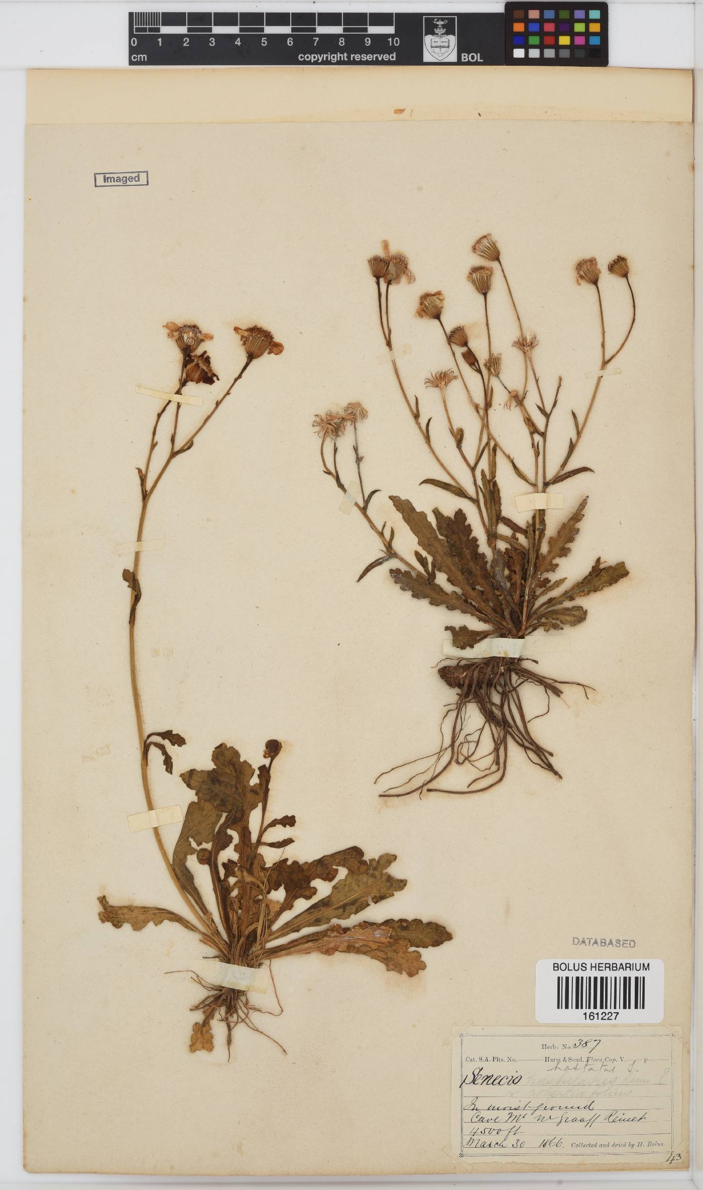 Senecio hastatus image