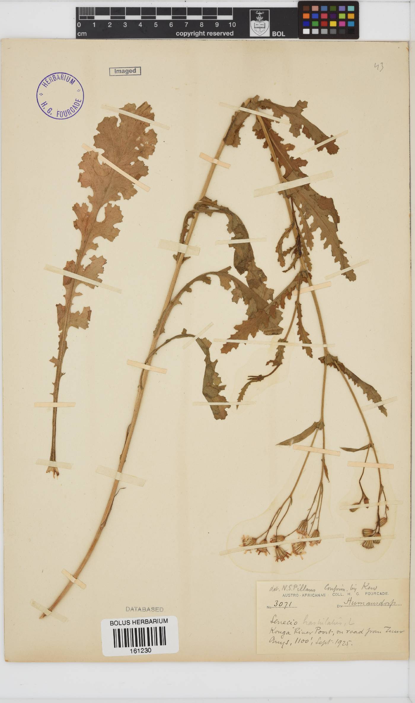 Senecio hastatus image