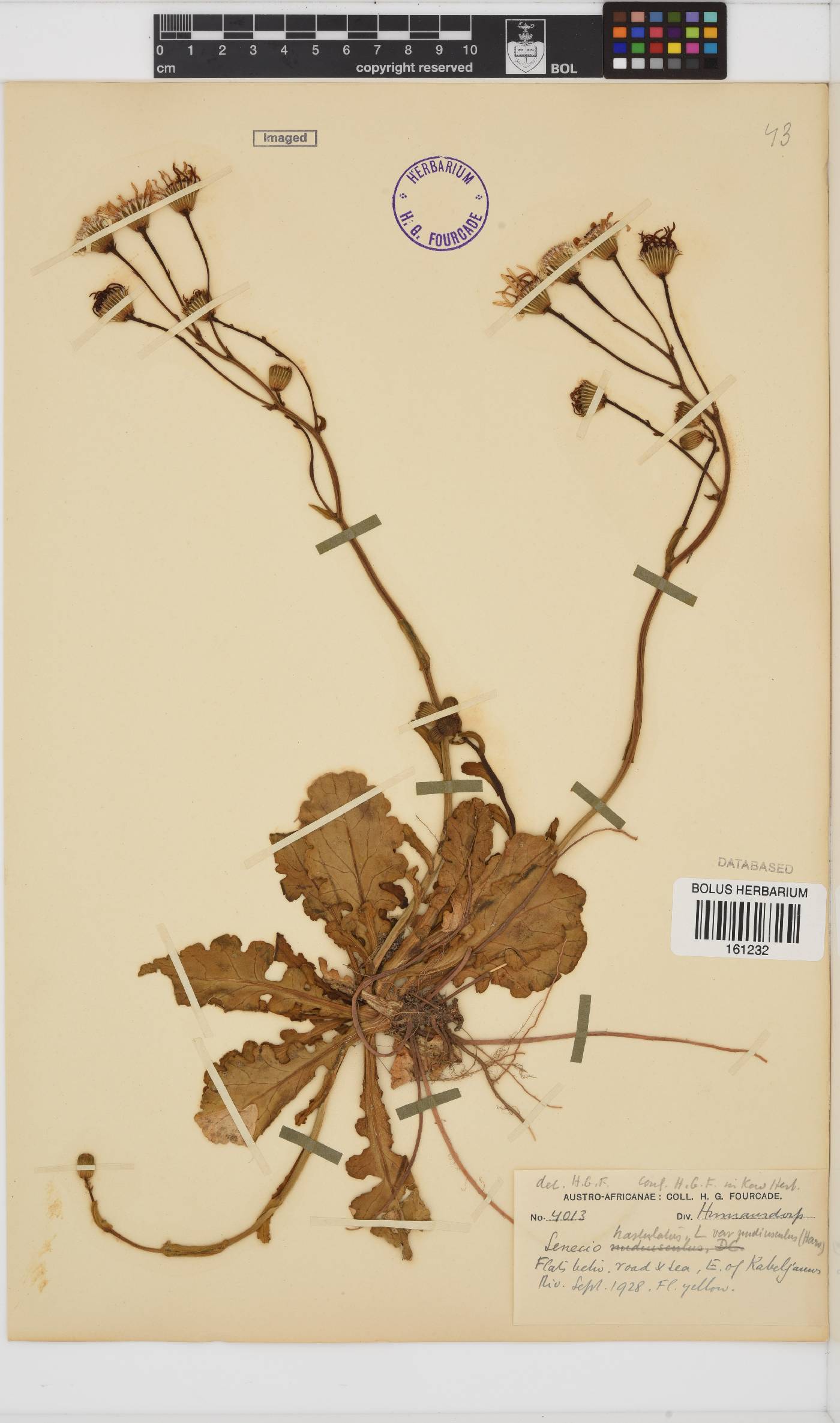 Senecio hastatus image