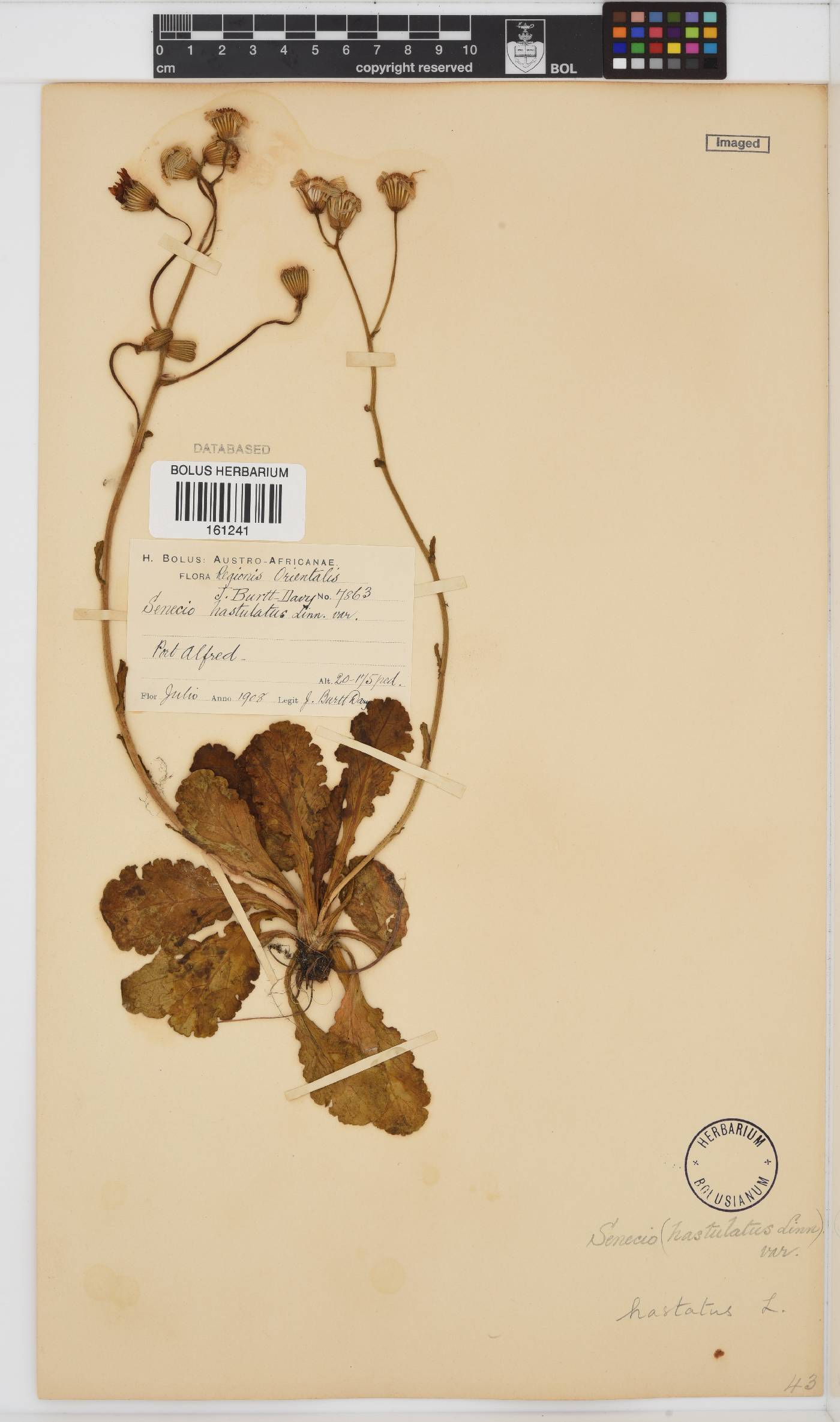 Senecio hastatus image