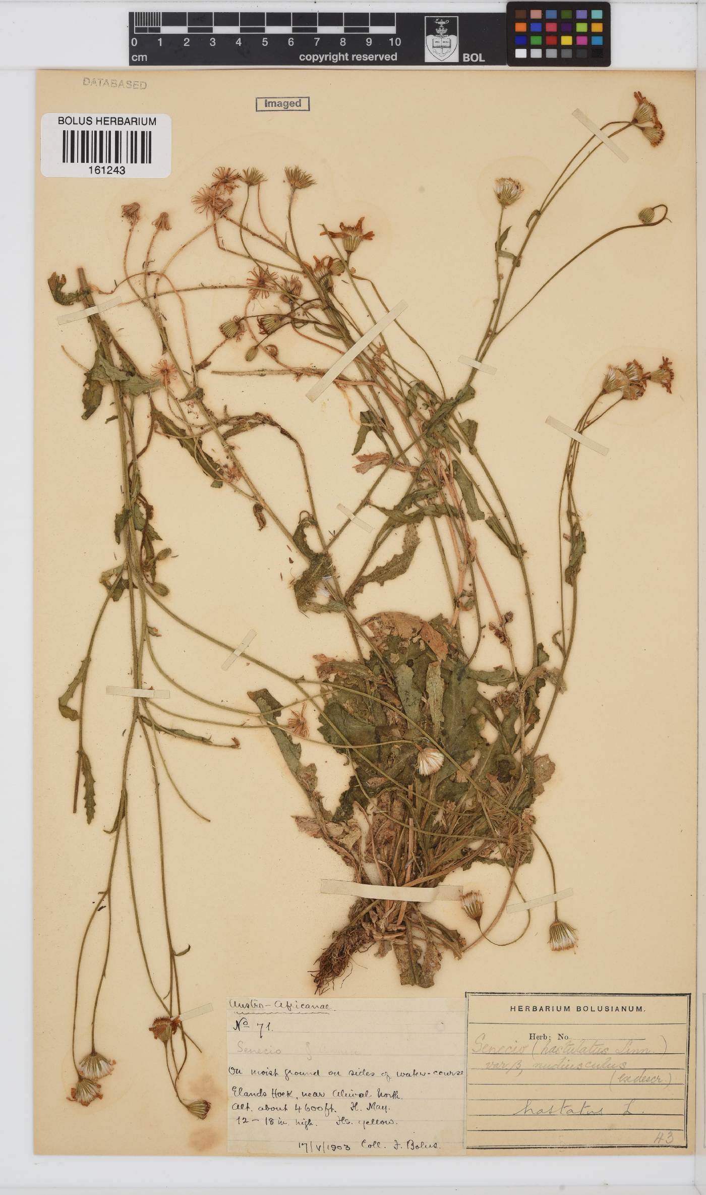Senecio hastatus image