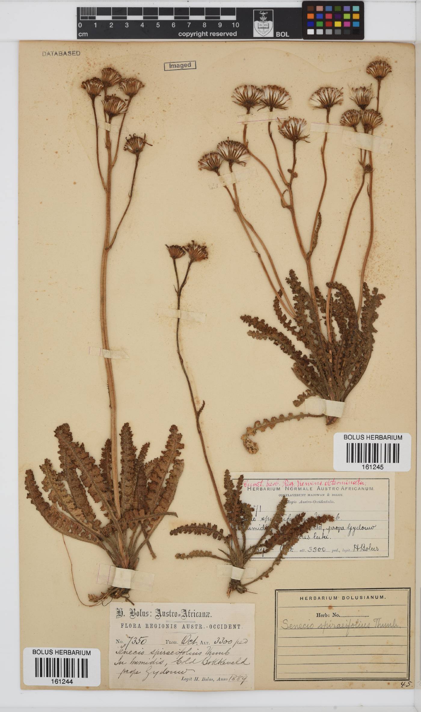 Senecio spiraeifolius image