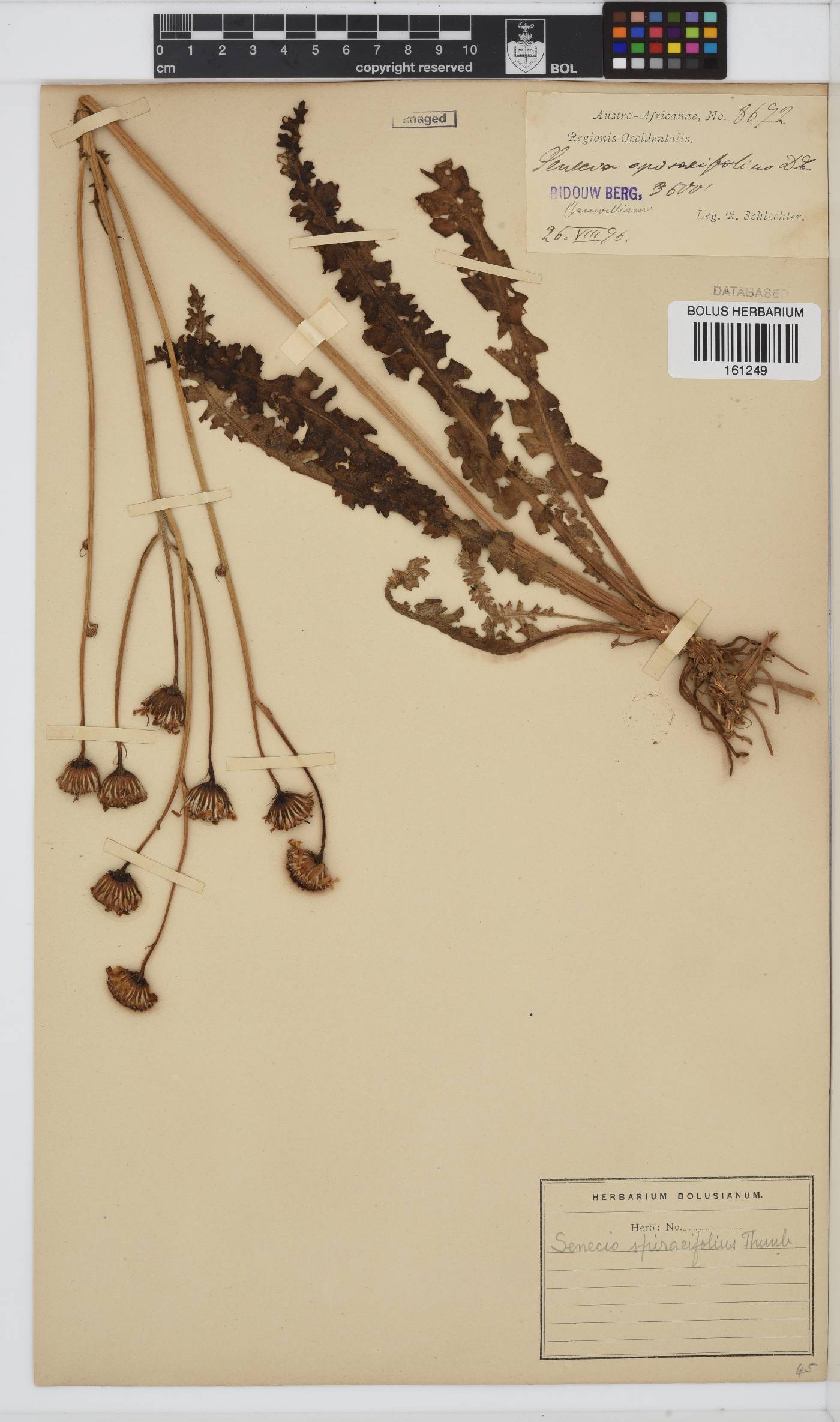 Senecio spiraeifolius image