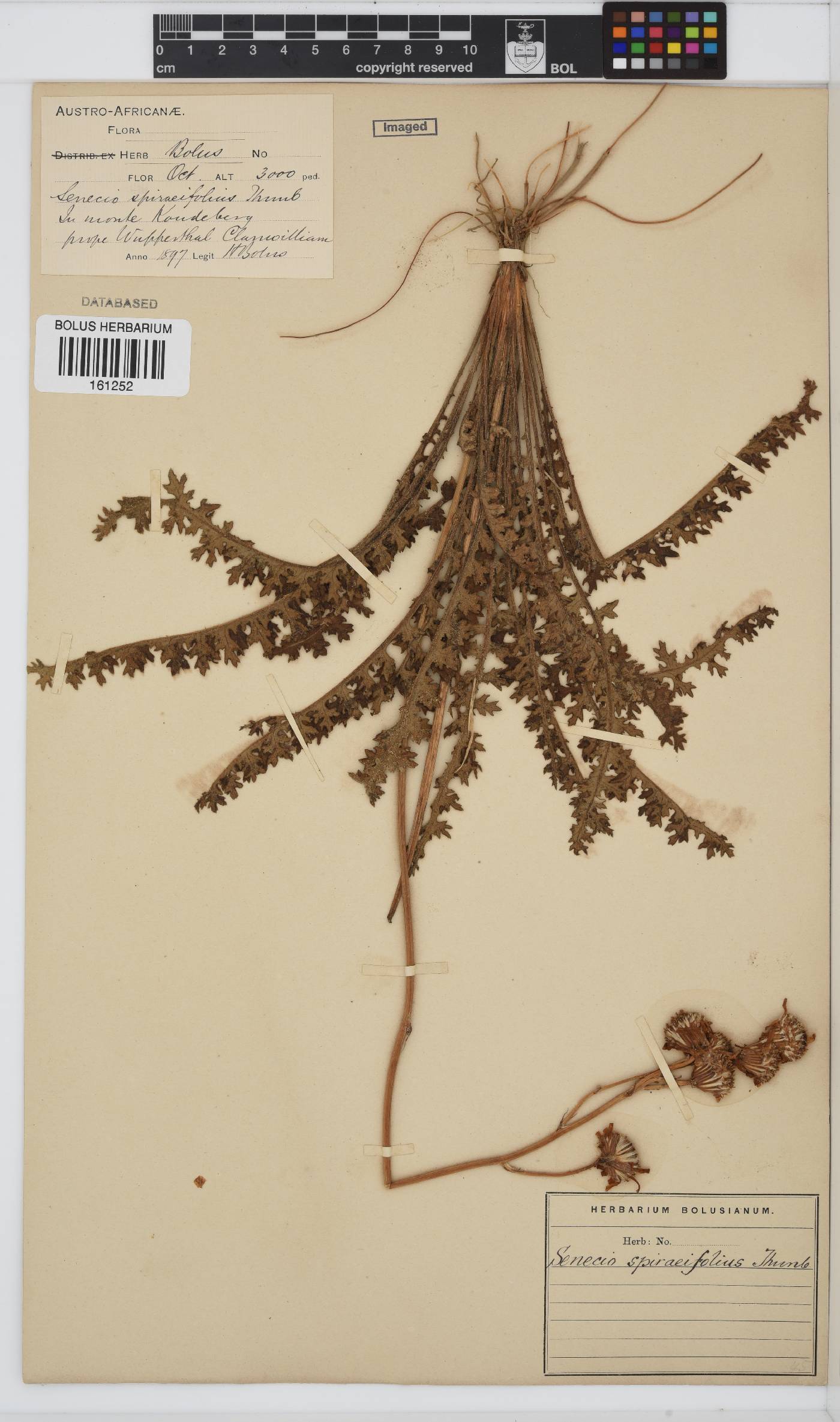 Senecio spiraeifolius image