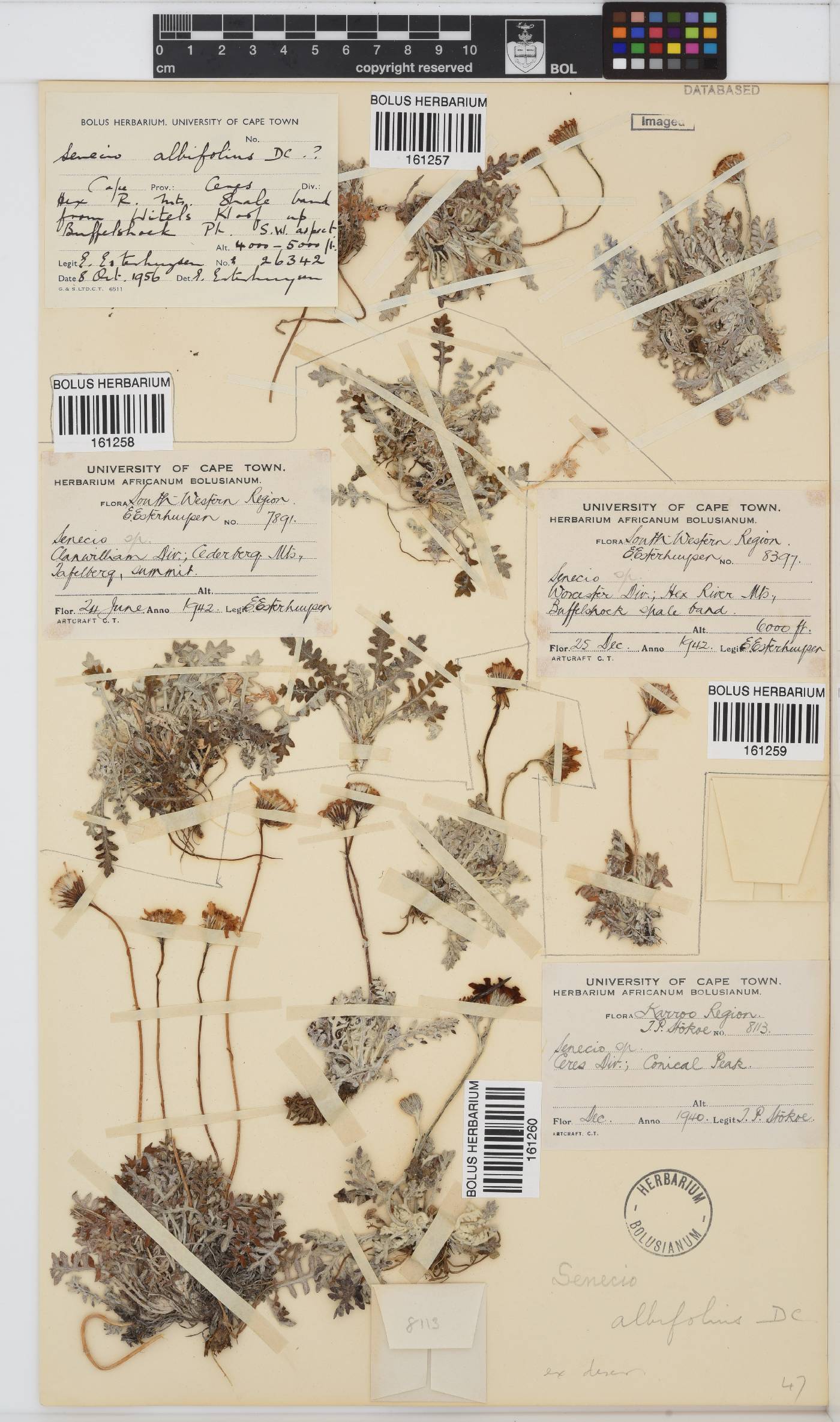 Senecio albifolius image