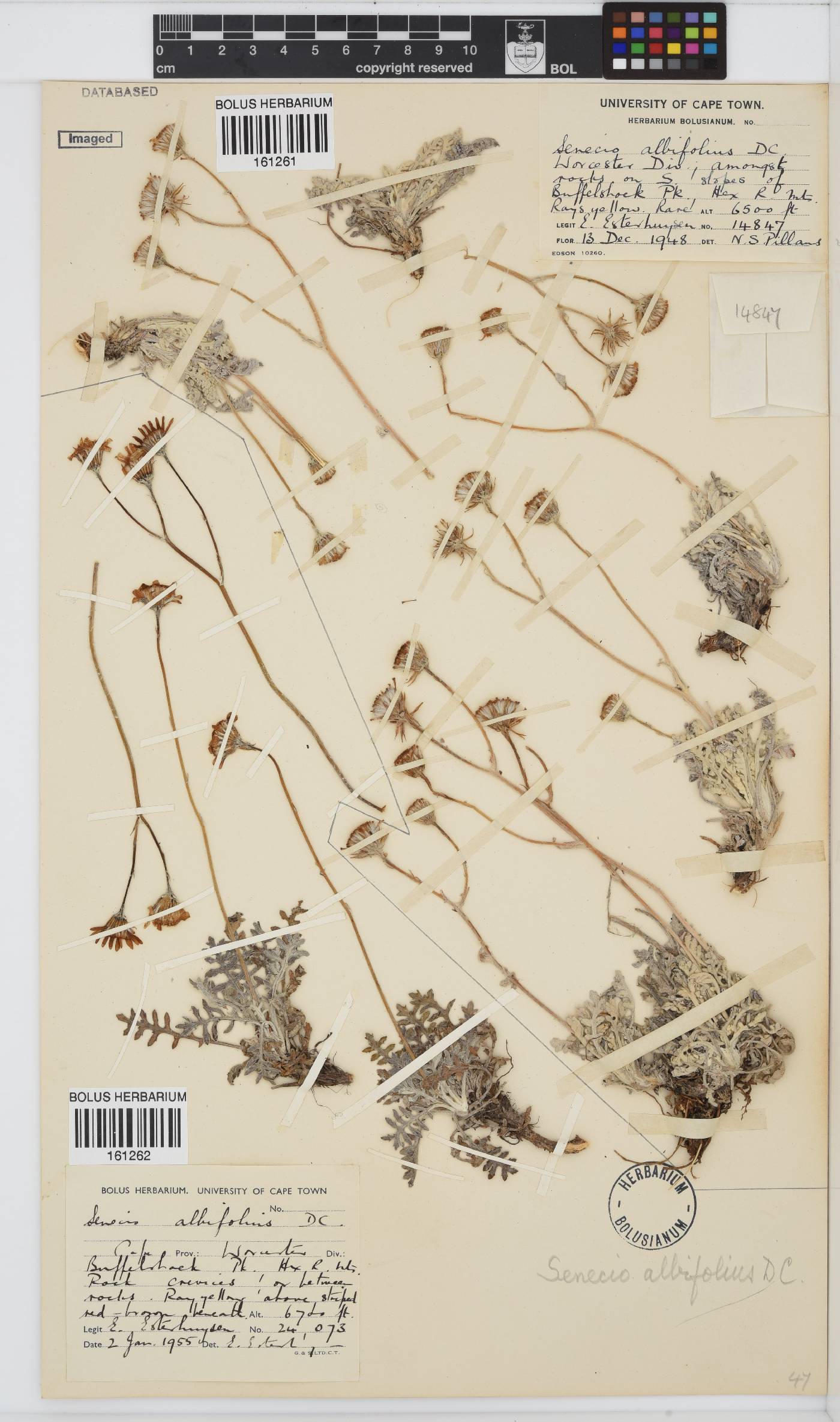 Senecio albifolius image