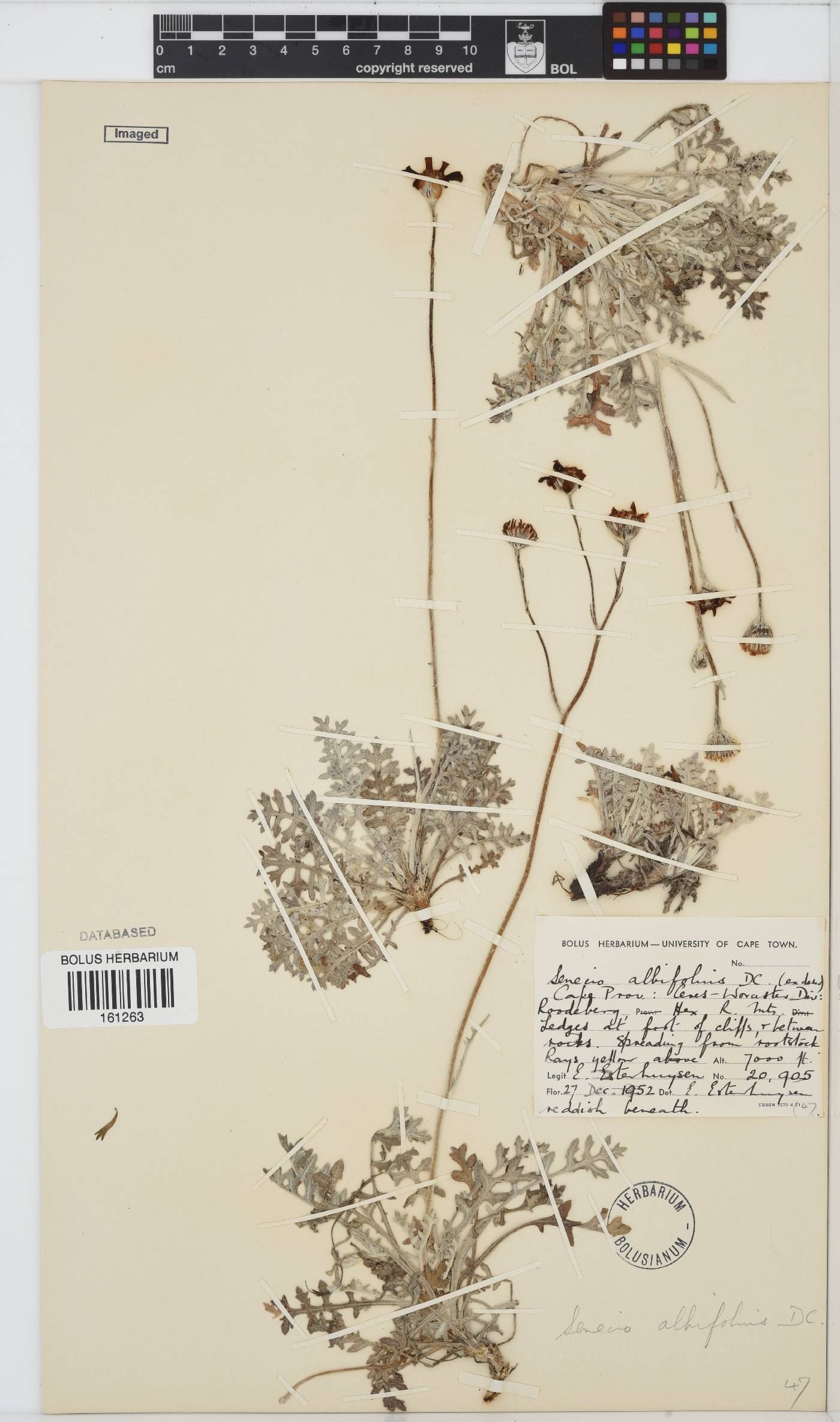 Senecio albifolius image