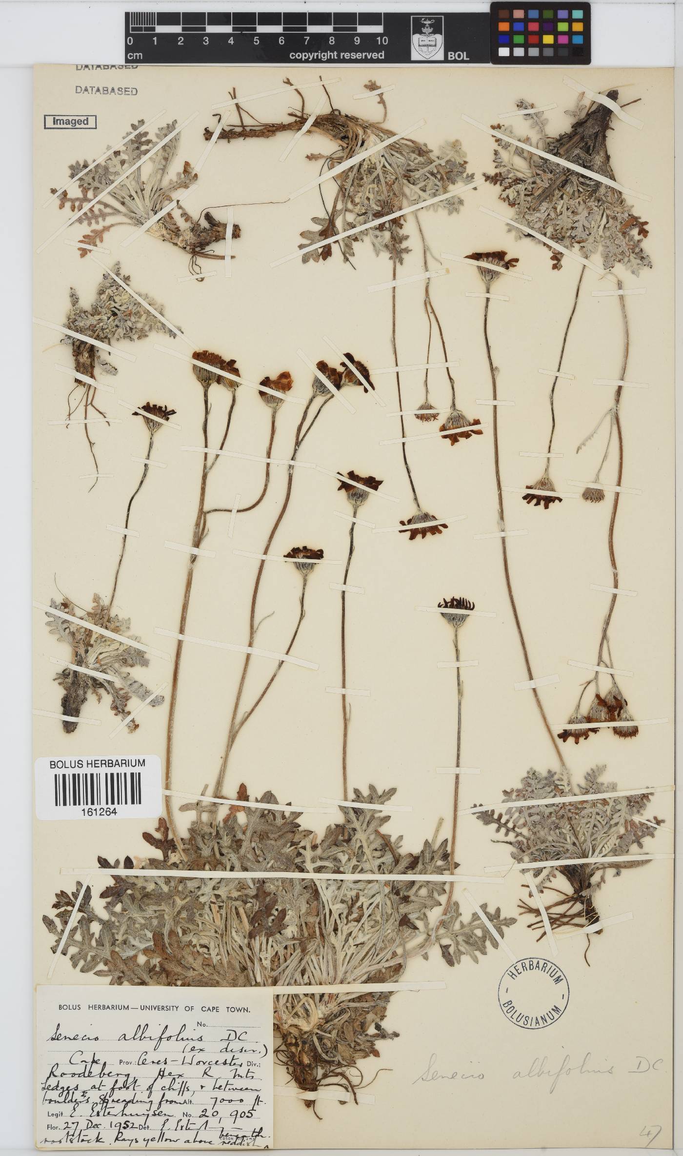 Senecio albifolius image