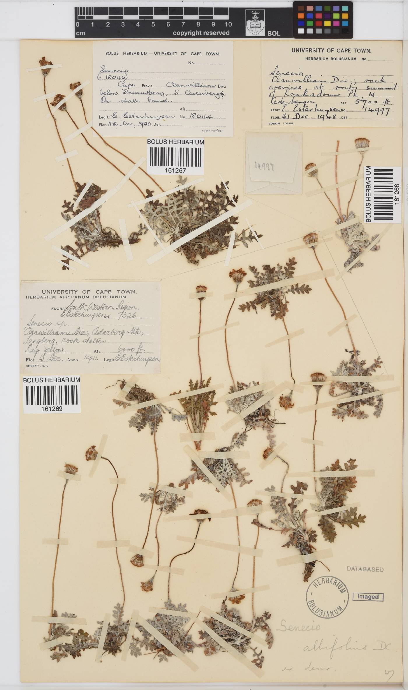 Senecio albifolius image