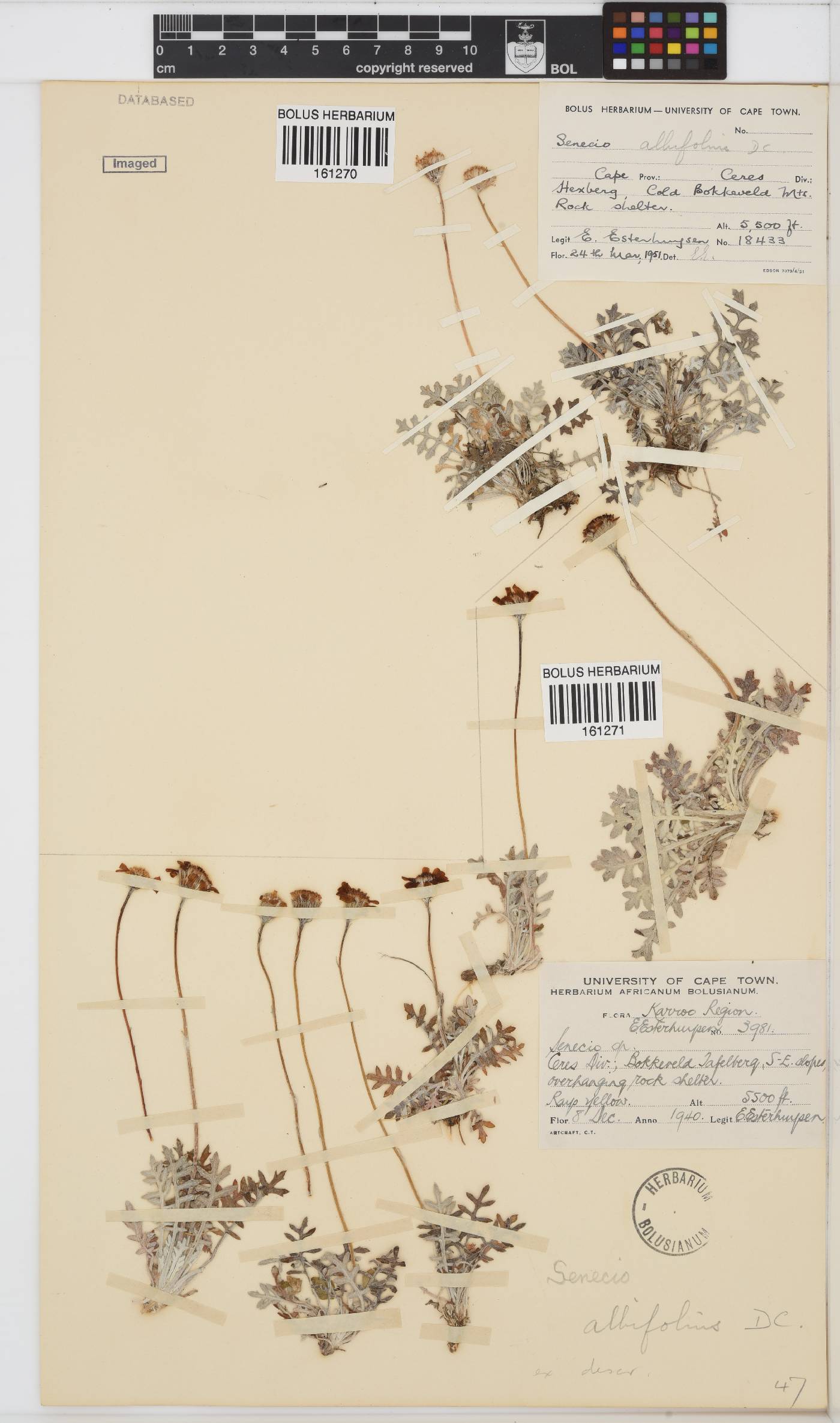 Senecio albifolius image