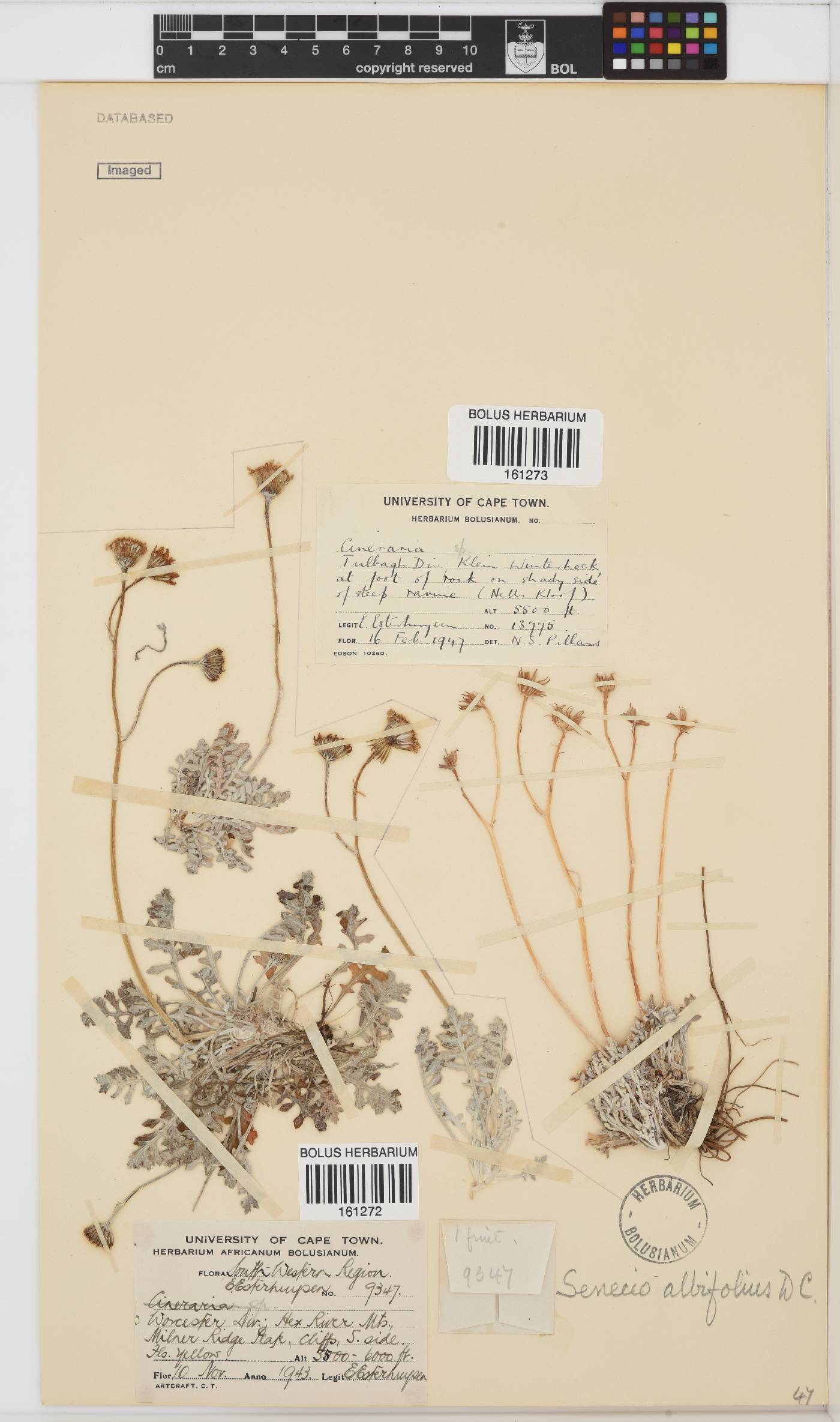 Senecio albifolius image