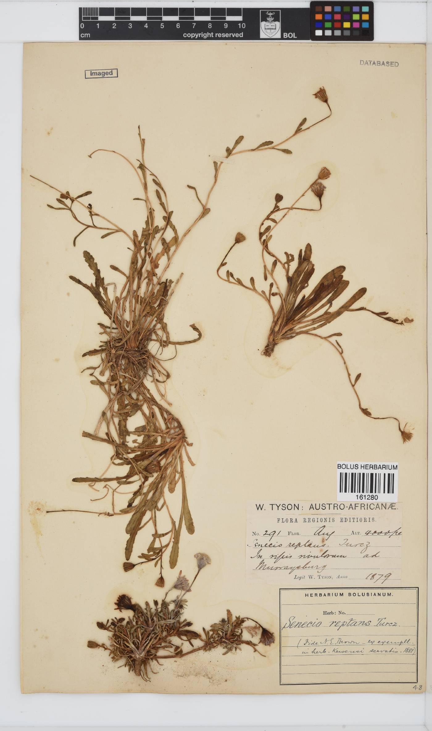 Senecio reptans image