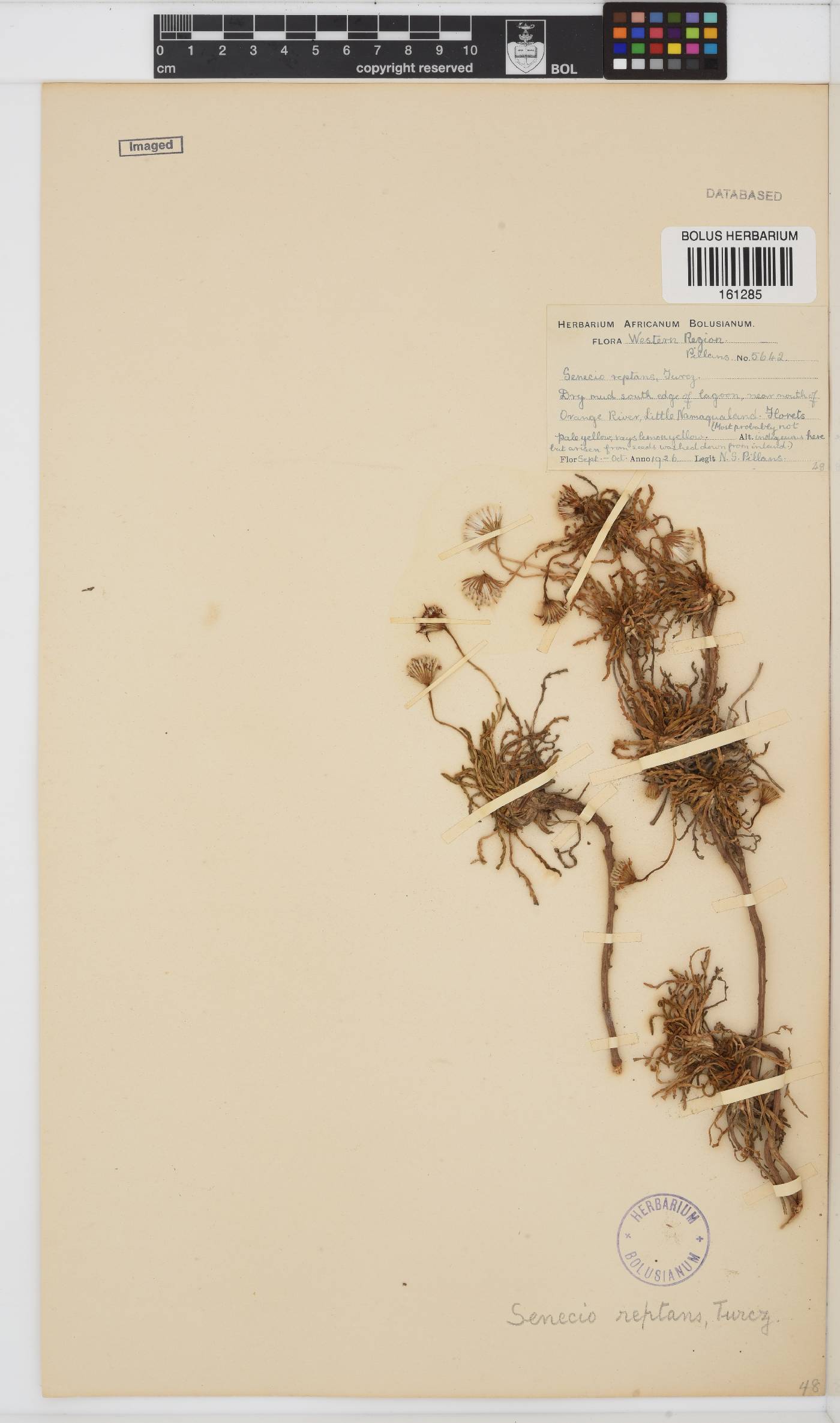 Senecio reptans image