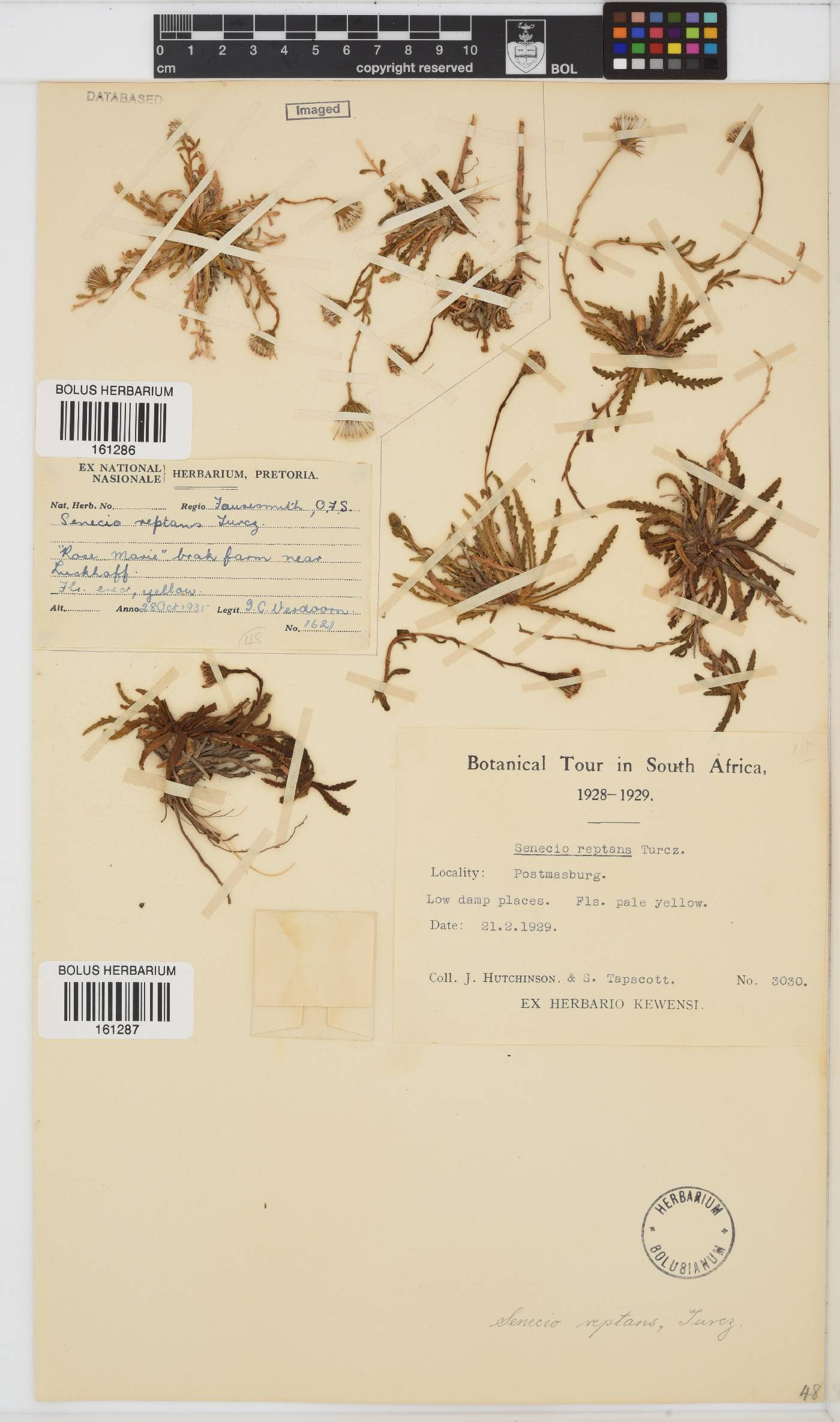 Senecio reptans image