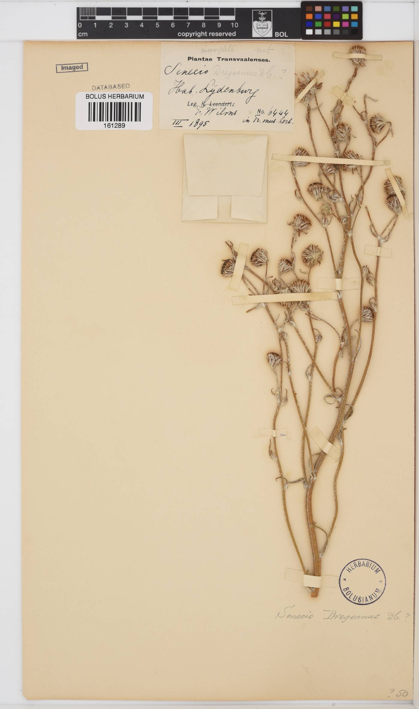 Senecio dregeanus image