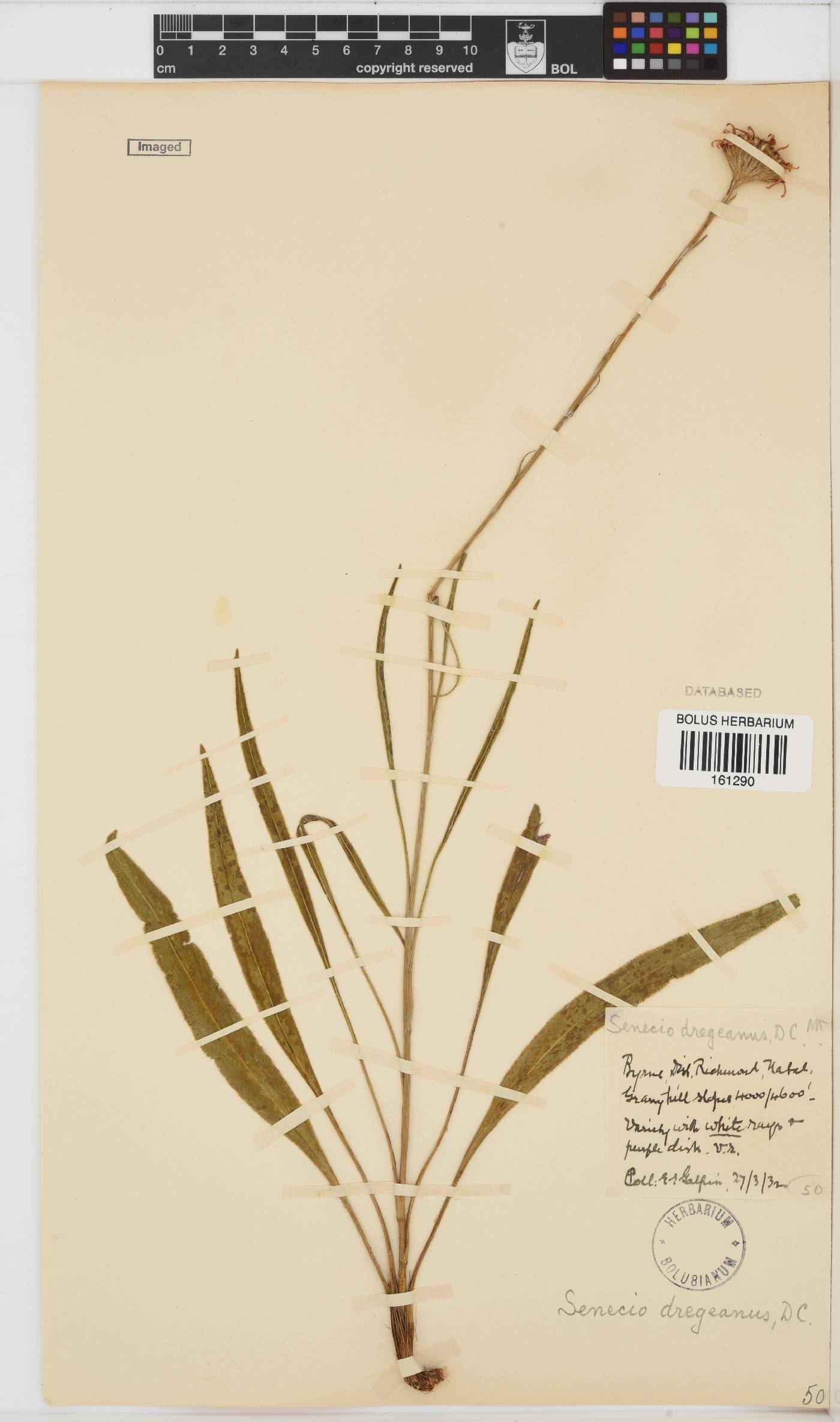 Senecio dregeanus image