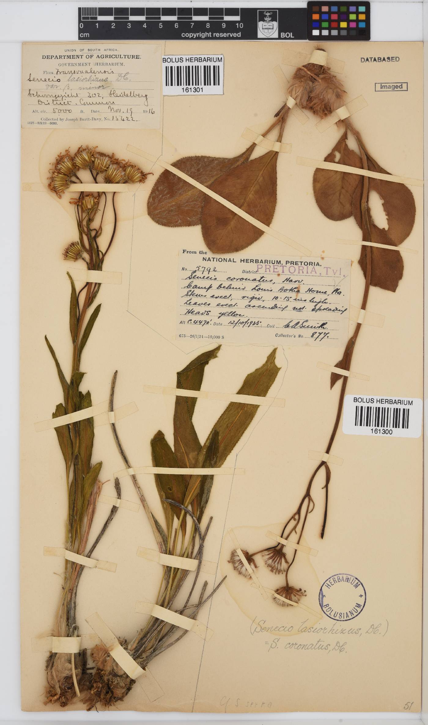 Senecio coronatus image