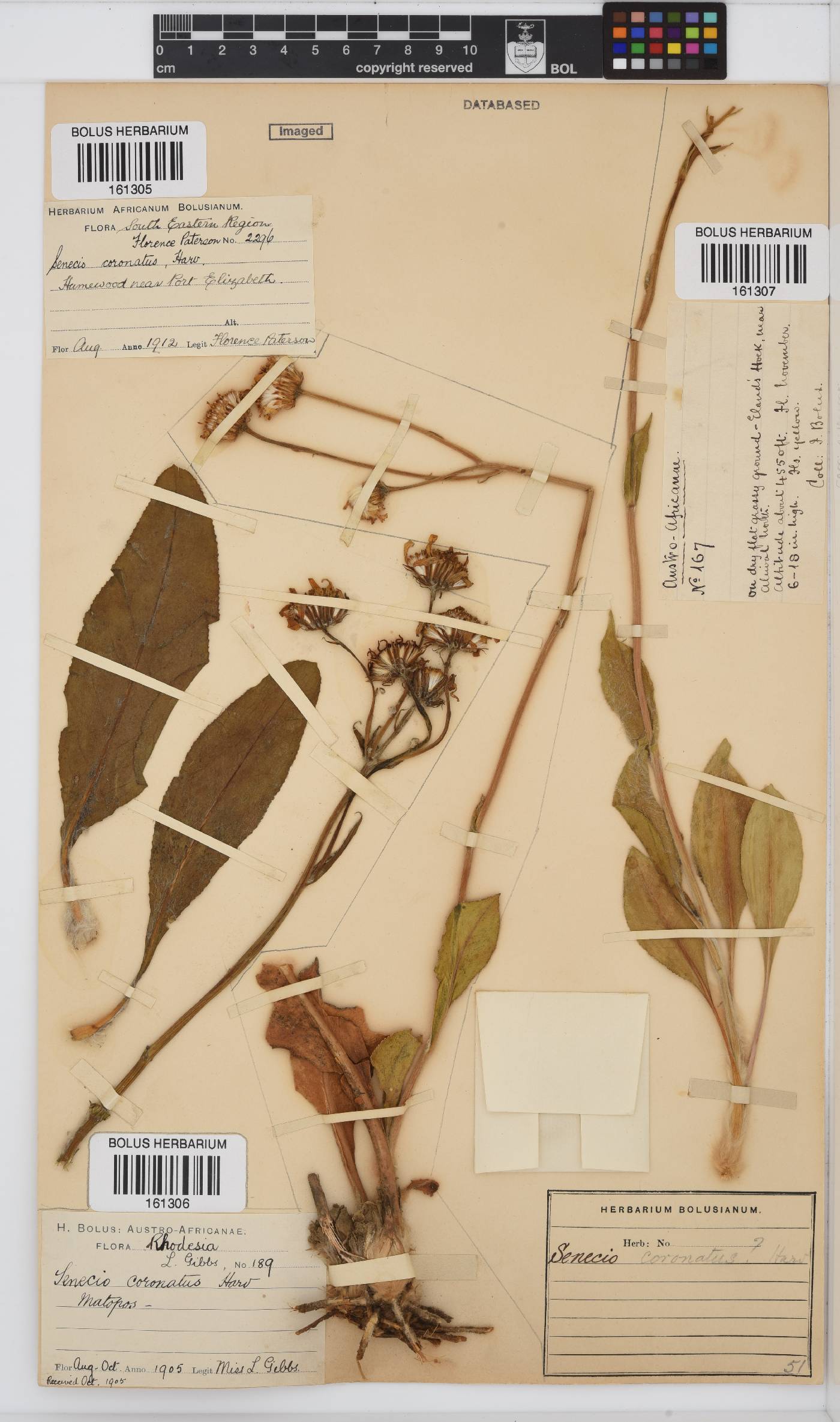 Senecio coronatus image