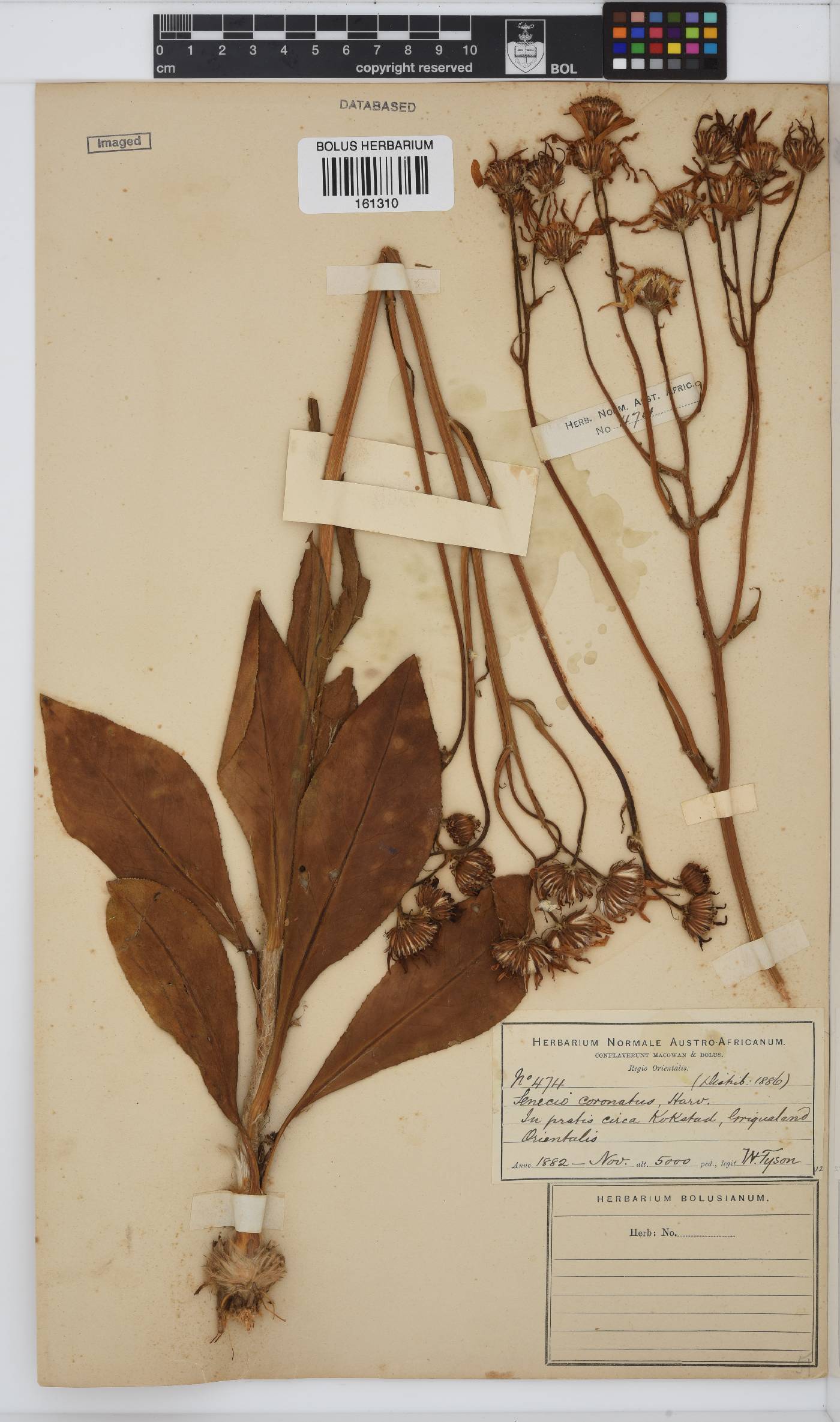 Senecio coronatus image