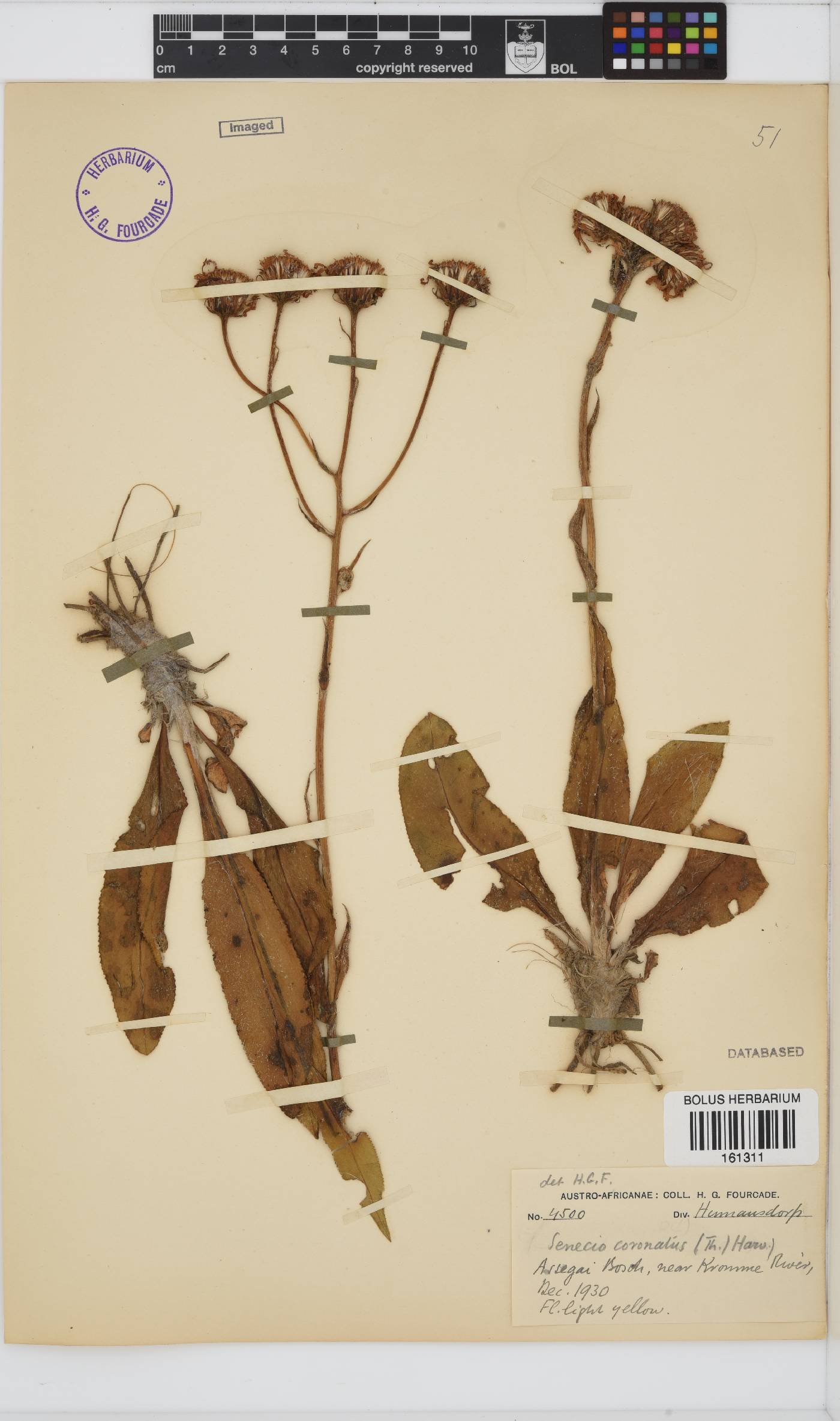 Senecio coronatus image