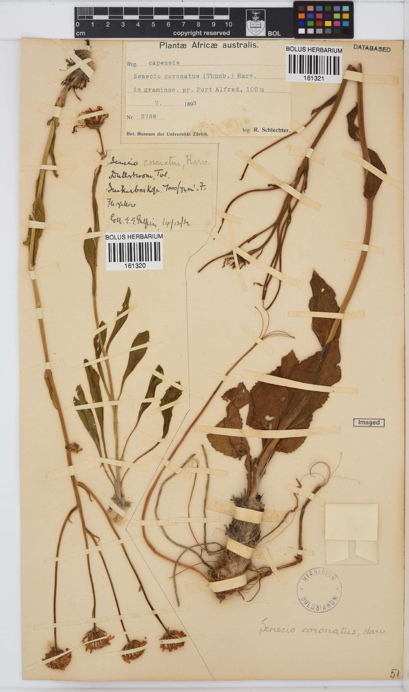 Senecio coronatus image