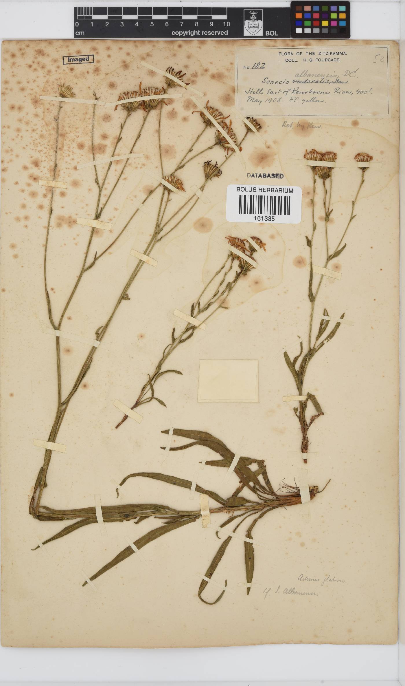 Senecio image