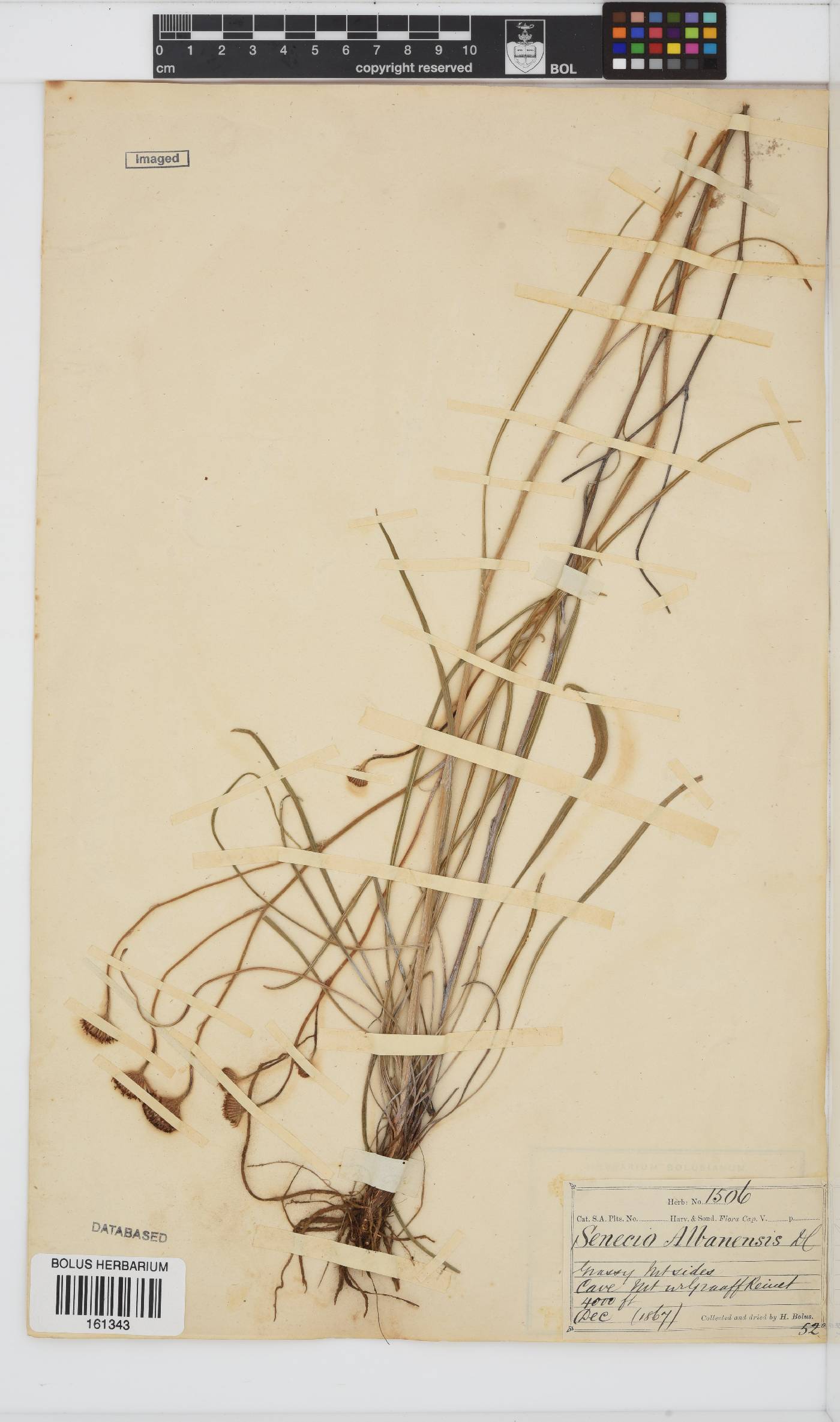 Senecio albanensis image