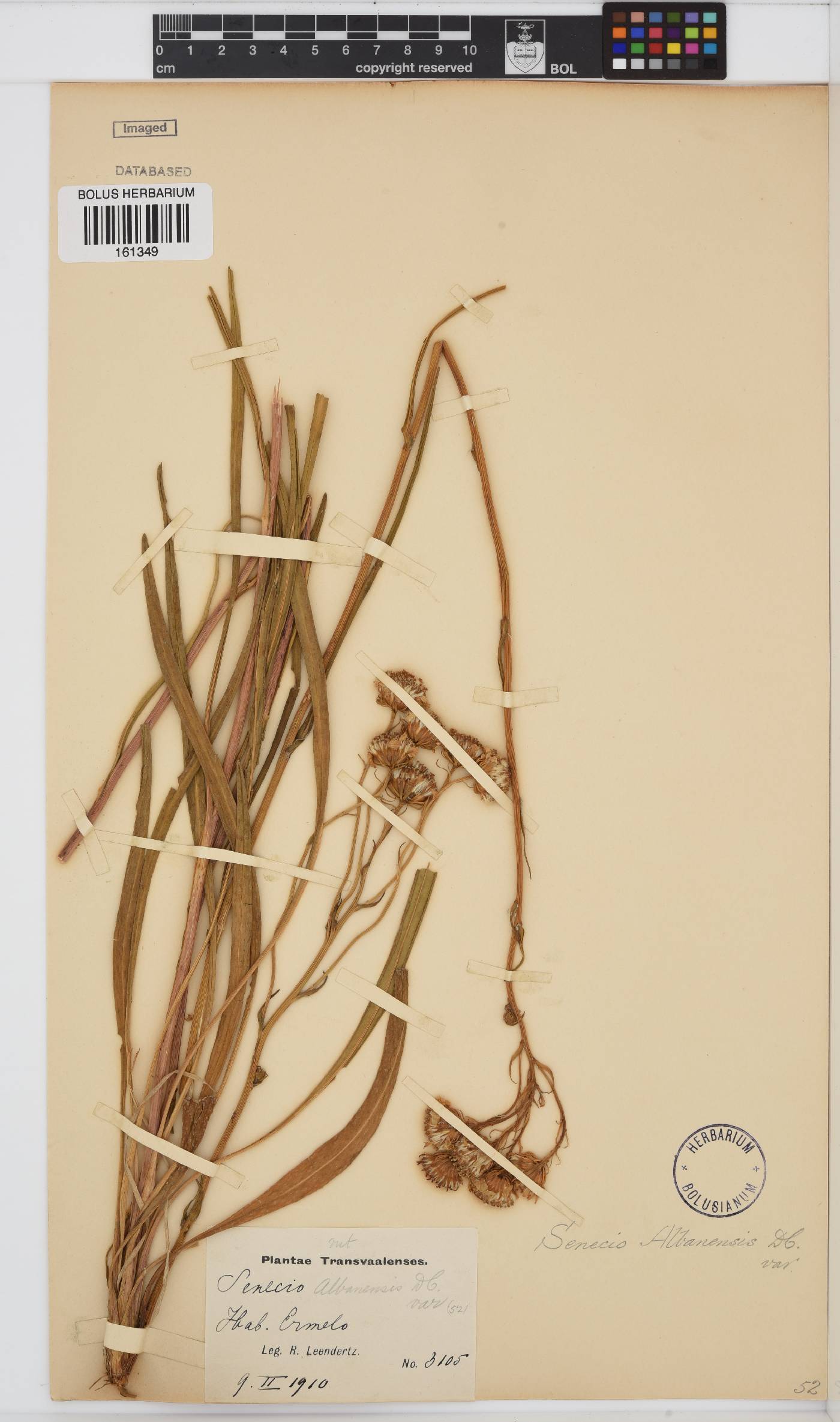 Senecio albanensis image