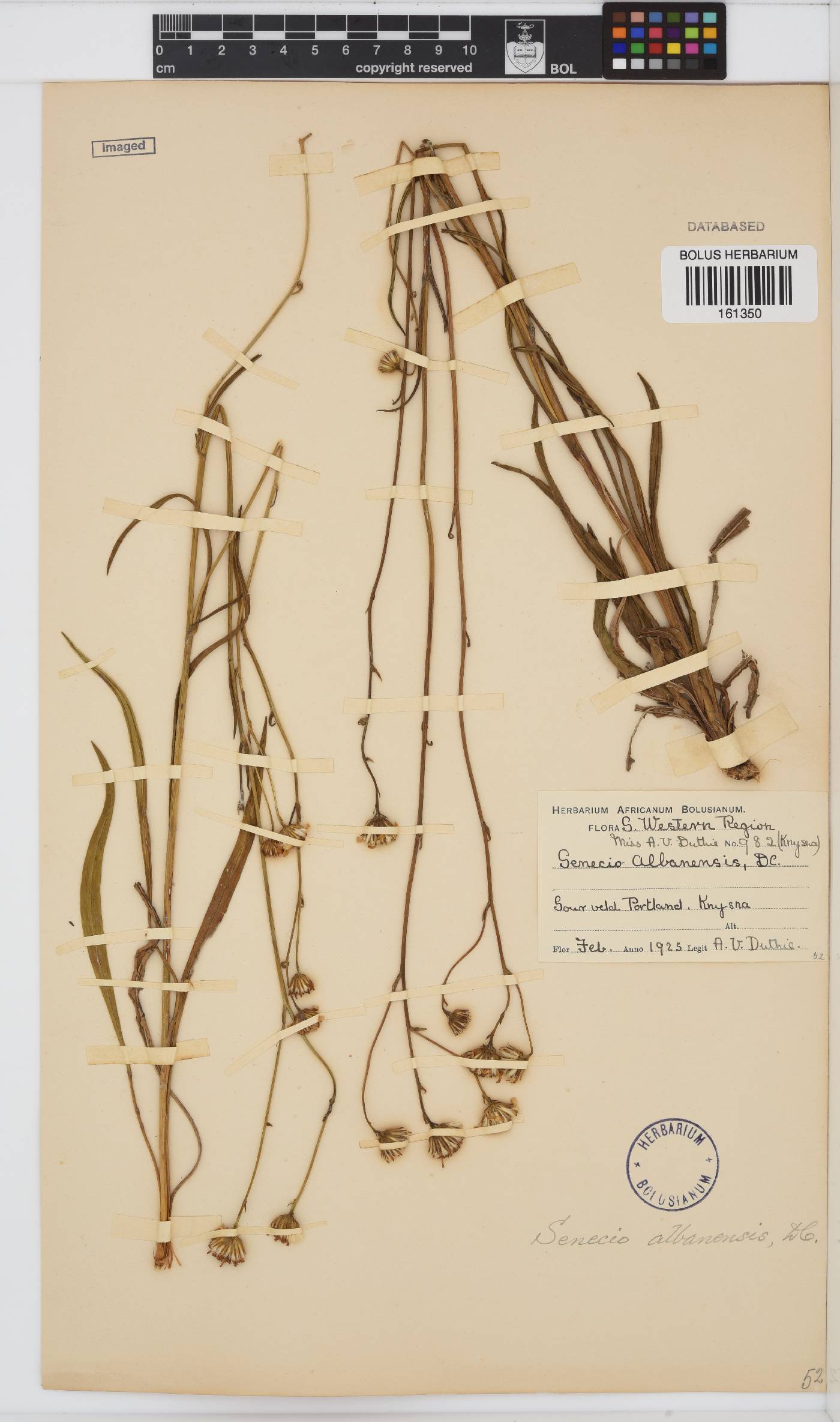 Senecio albanensis image
