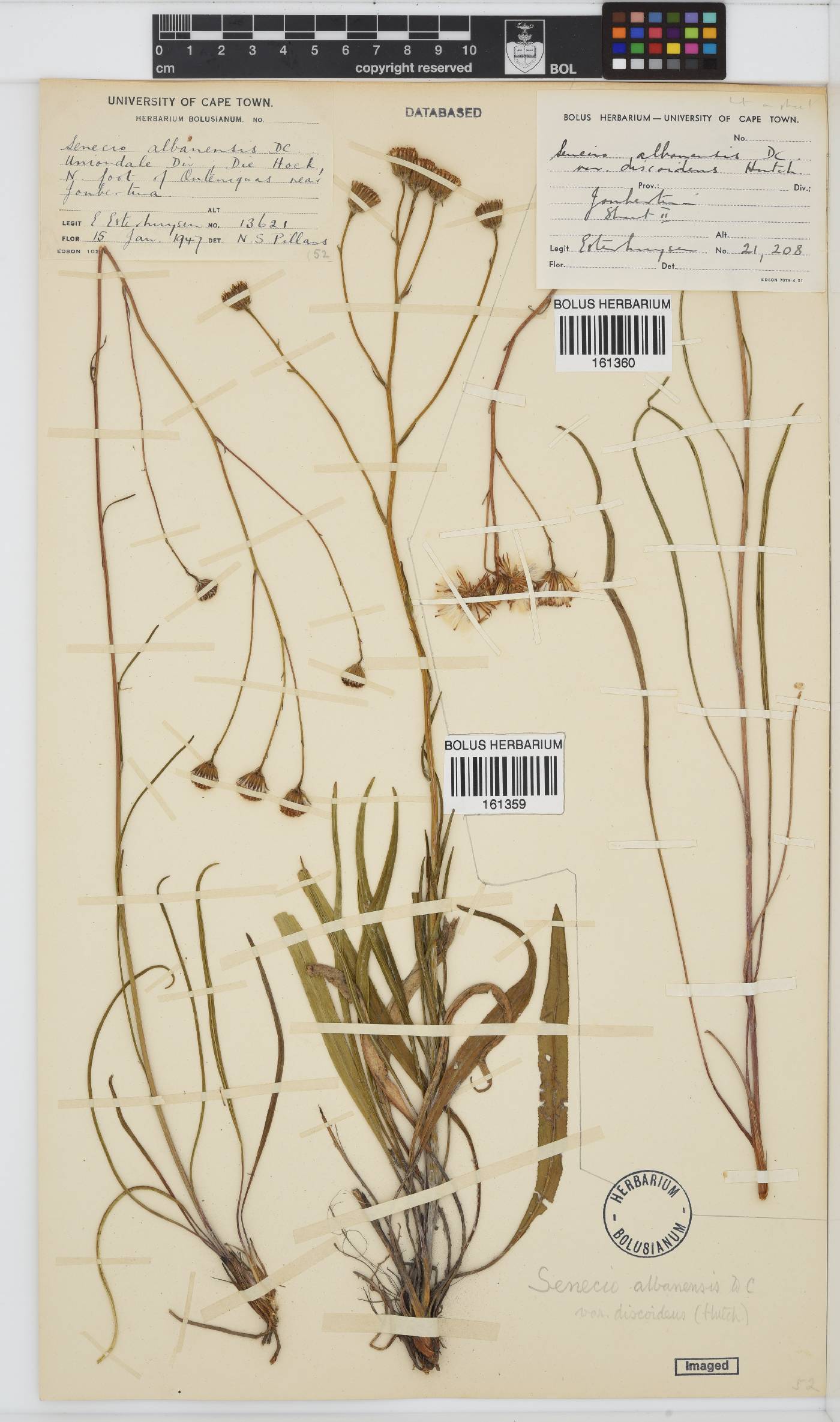 Senecio albanensis image