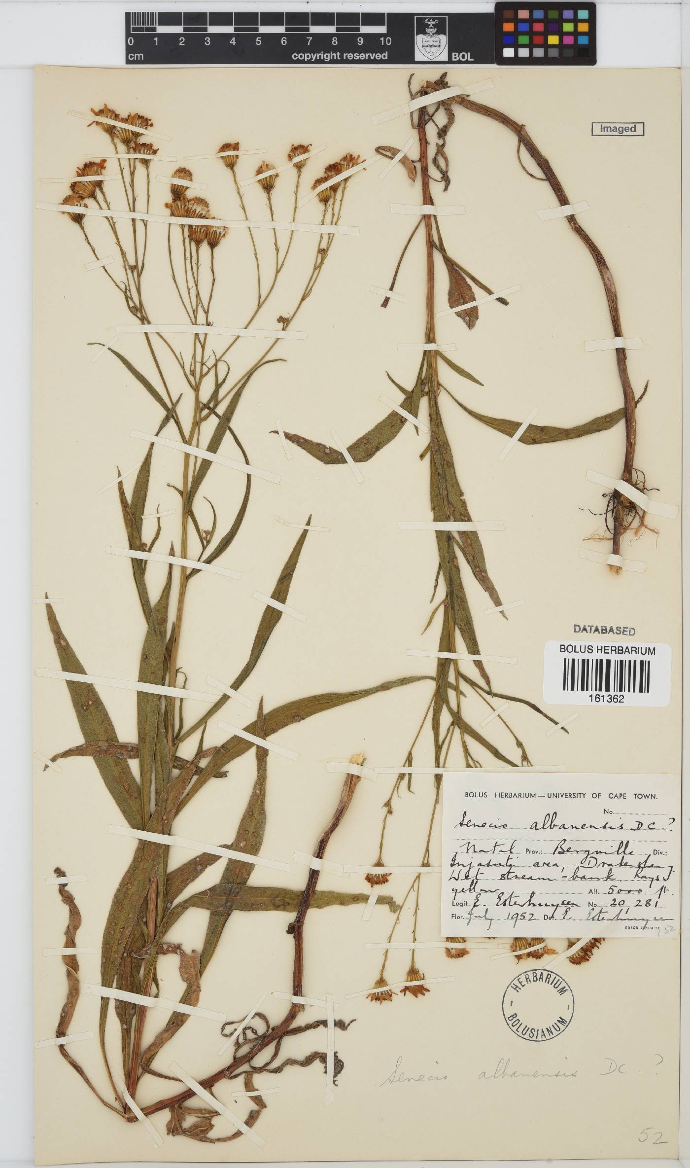 Senecio albanensis image